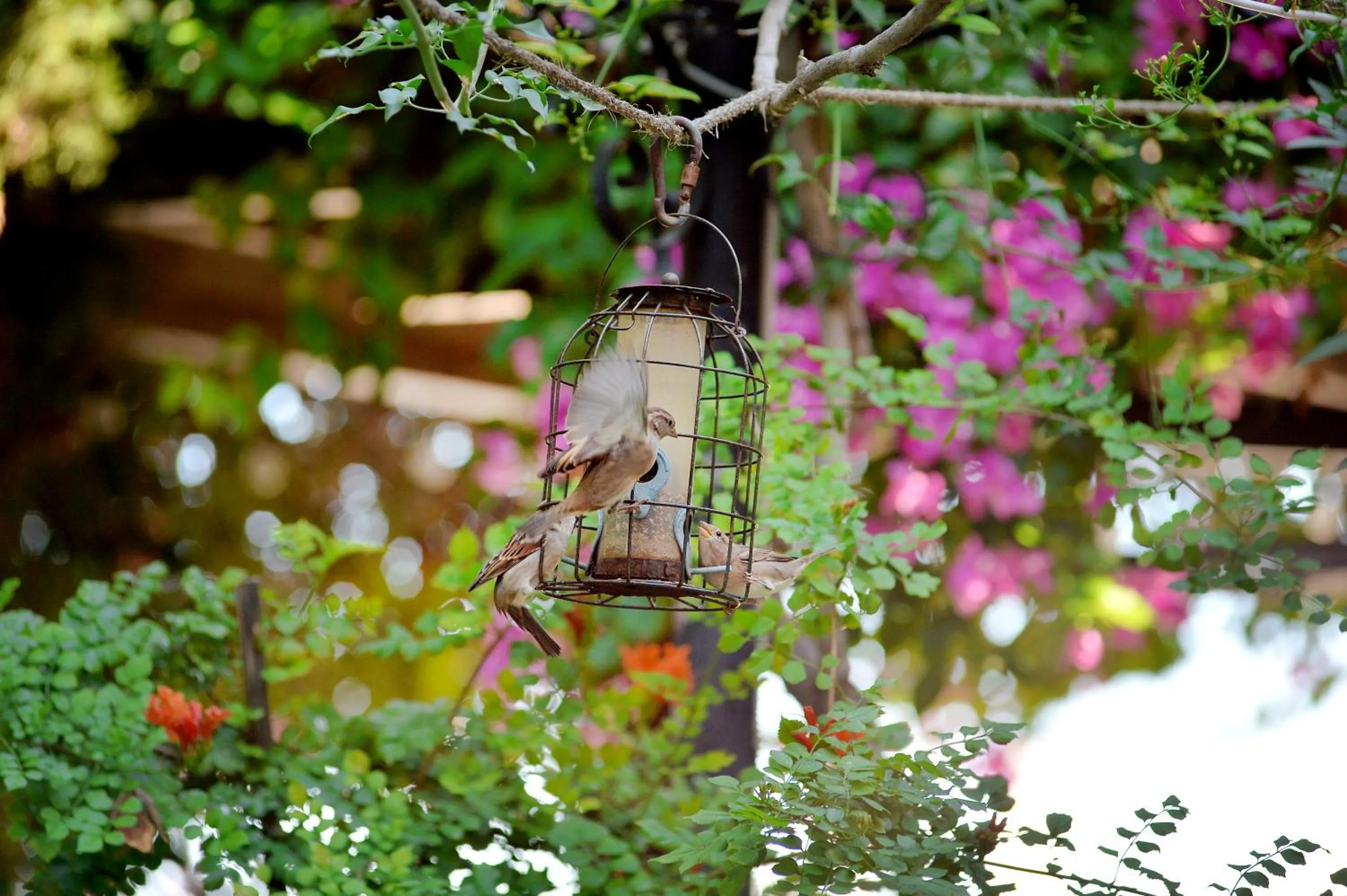 Vagia Traditional, Aegina Island