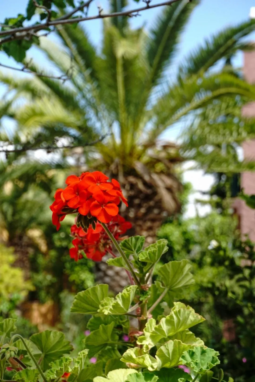 Vagia Traditional, Aegina Island