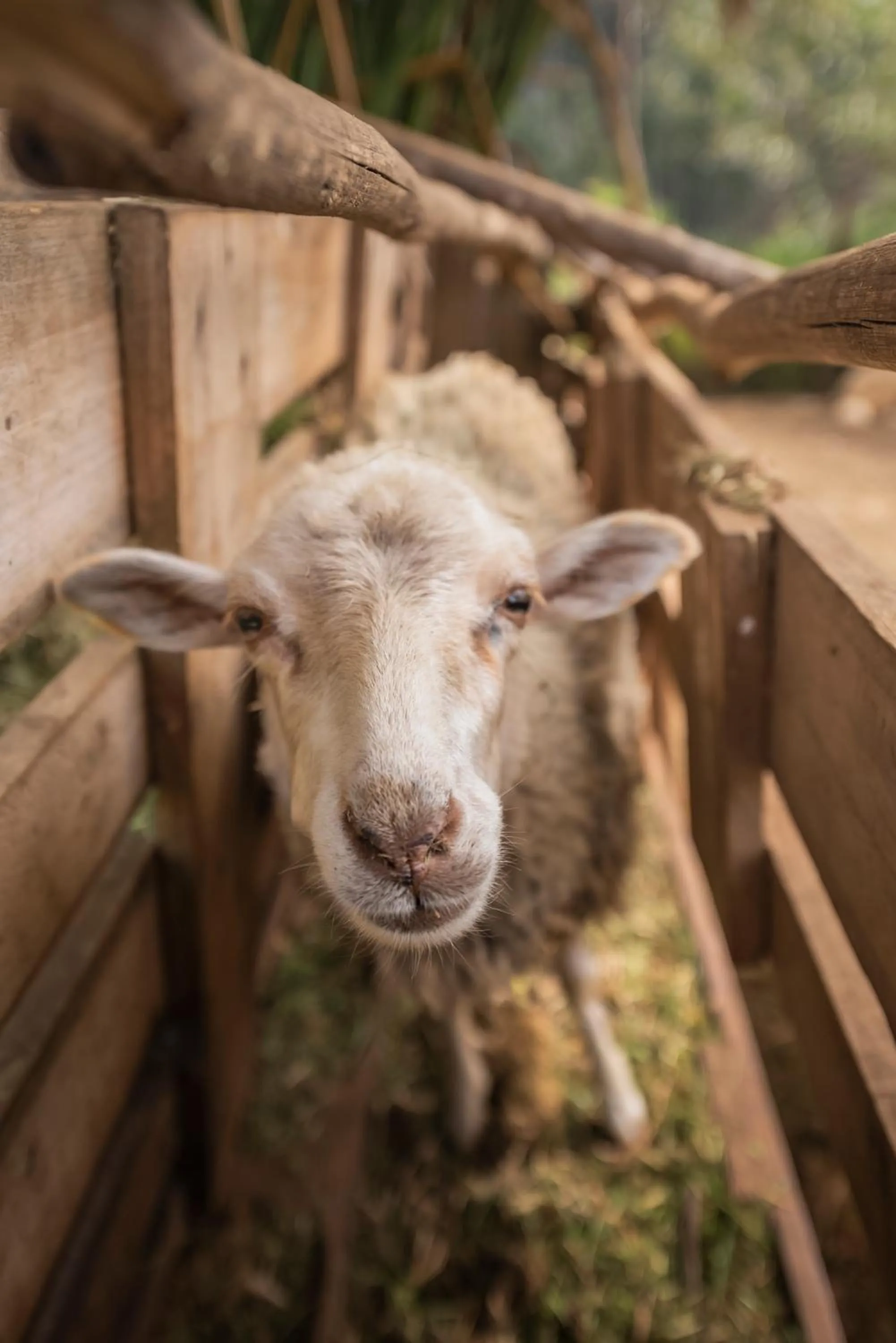 Animals in Casas da Levada