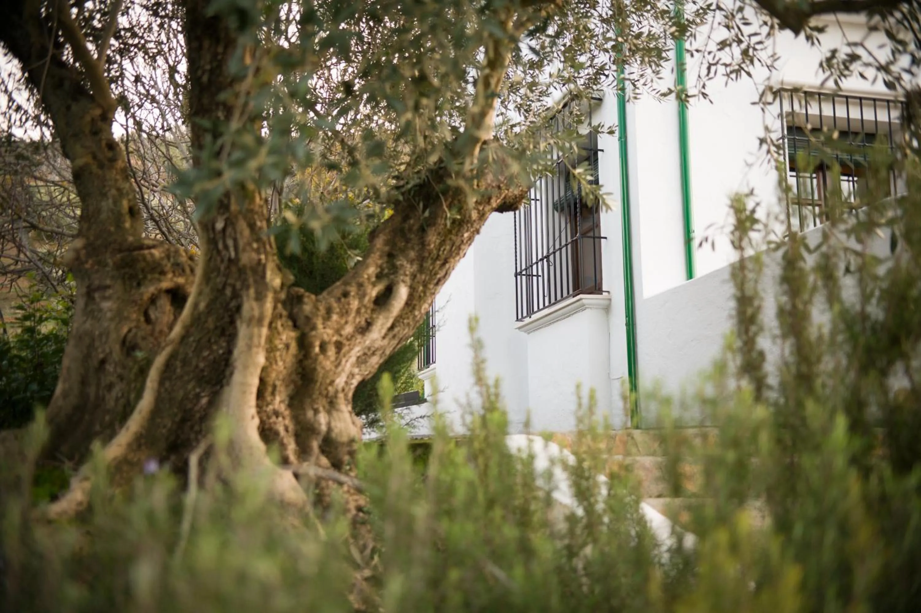 Facade/entrance in Casa Olea