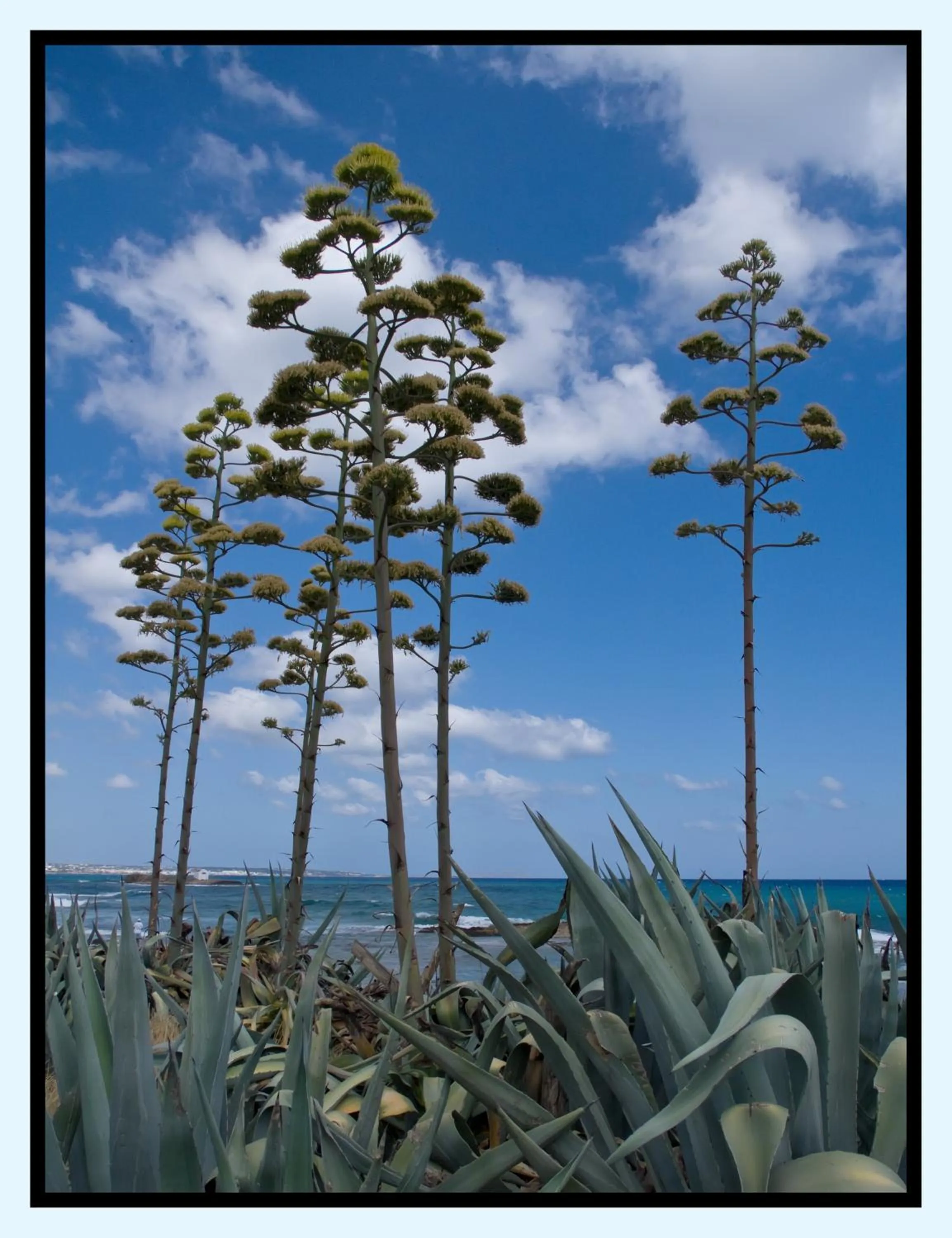 Area and facilities in Pyrgos Beach Hotel Apartments