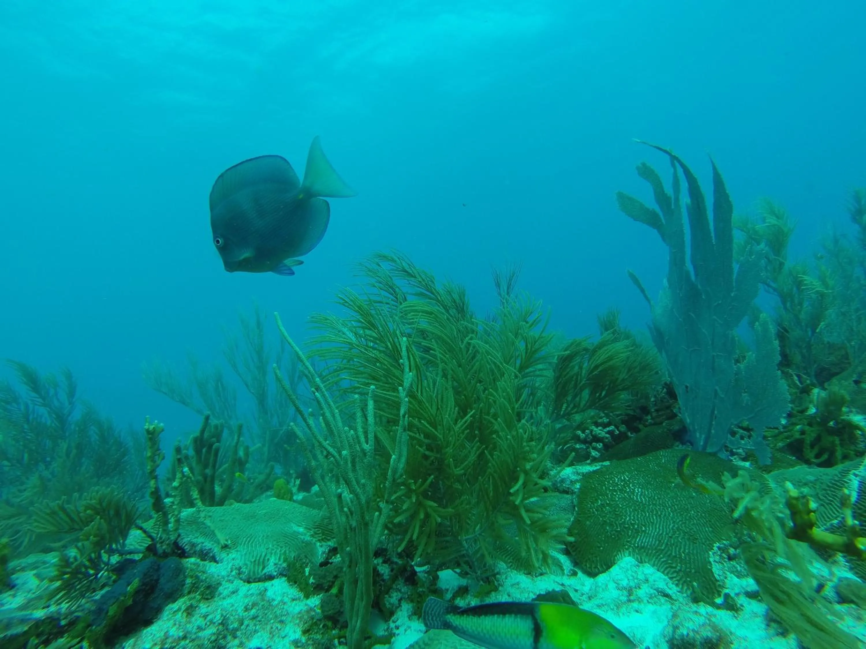 Snorkeling in White Coconut Studio