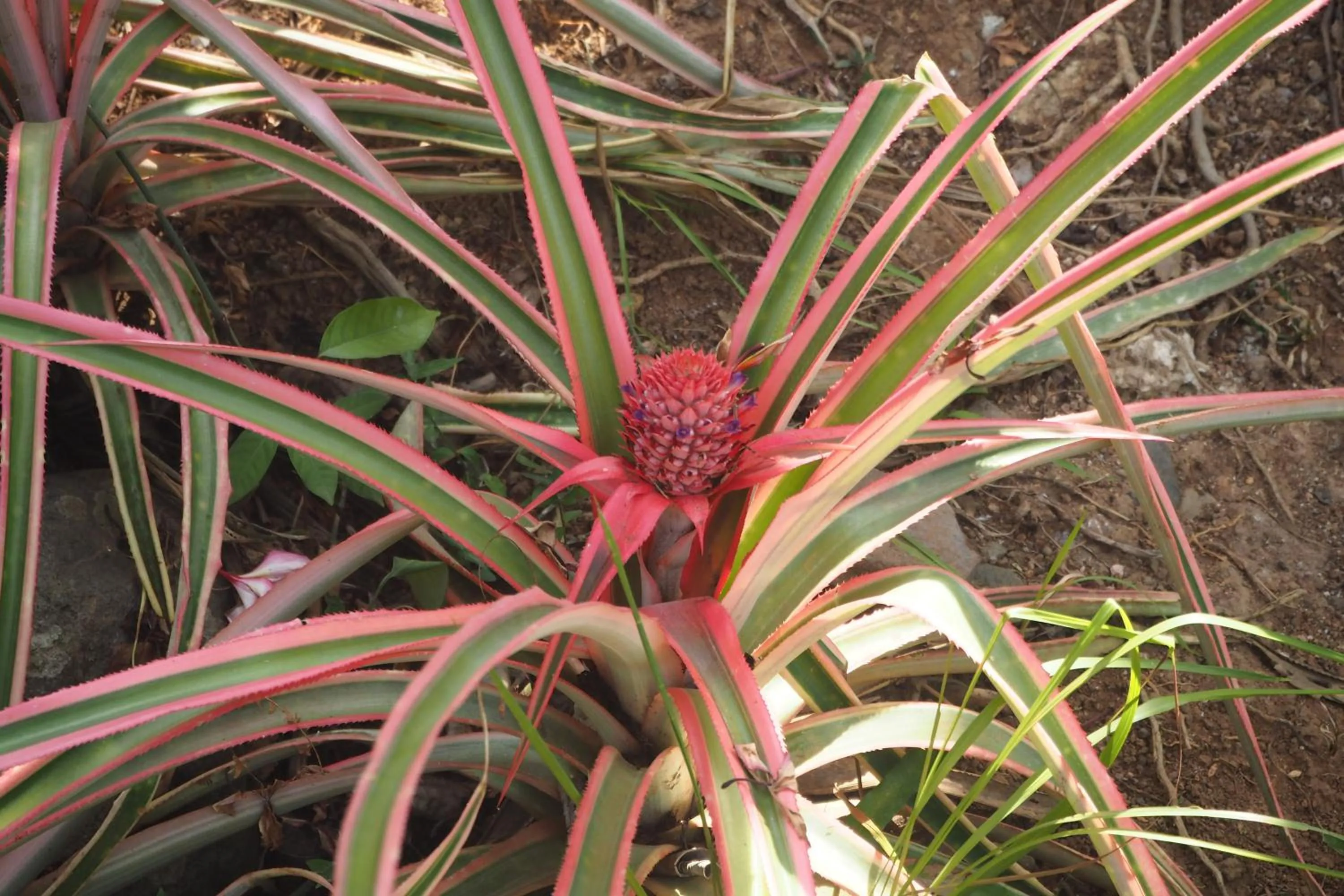 Animals in The Gecho Inn Country