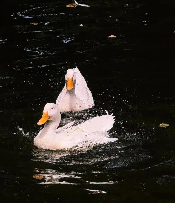 Restaurant/places to eat in Abagatan ti Manila