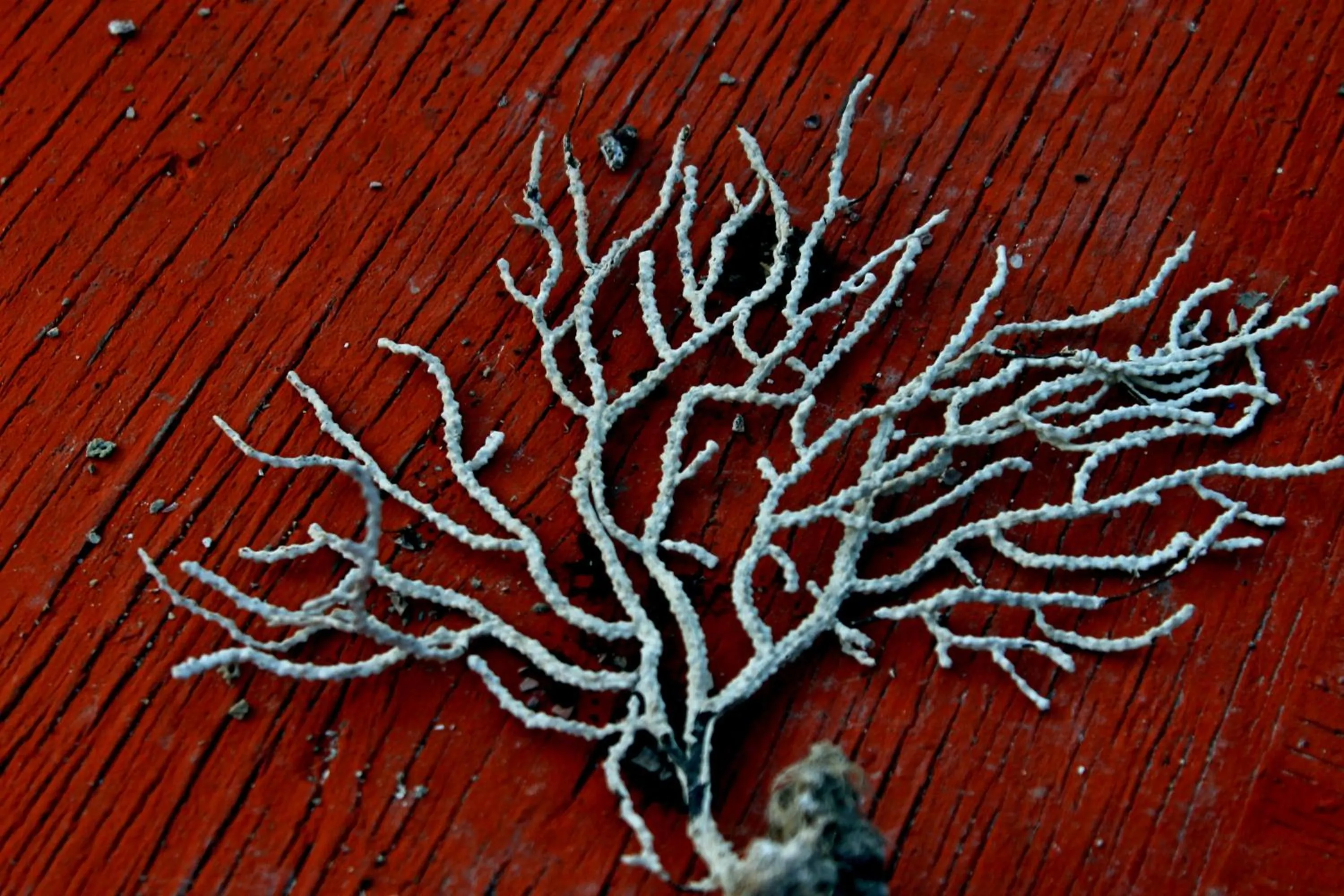 Decorative detail in Il Vecchio e Il Mare Maratea