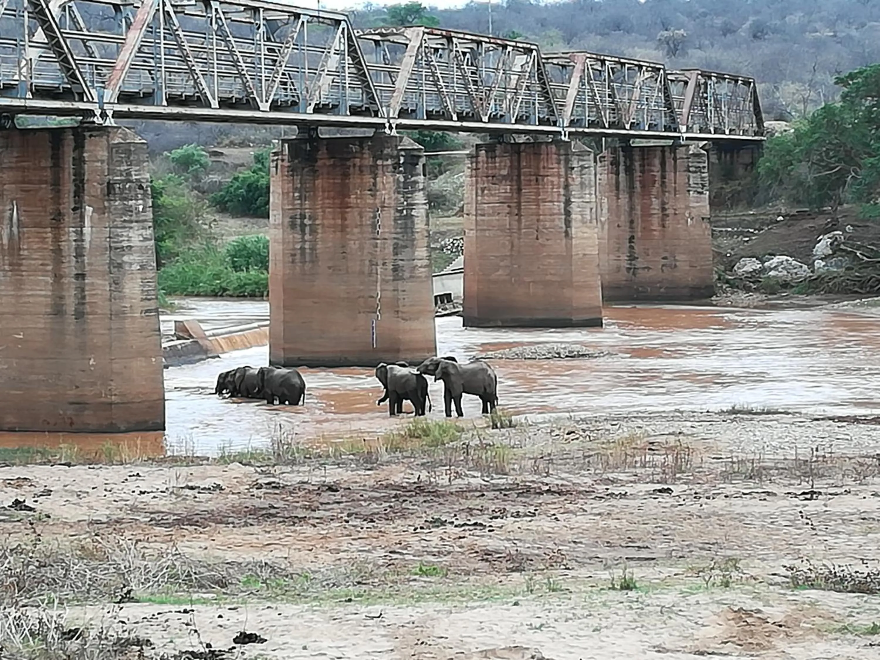 Animals in Three Bridges B&B
