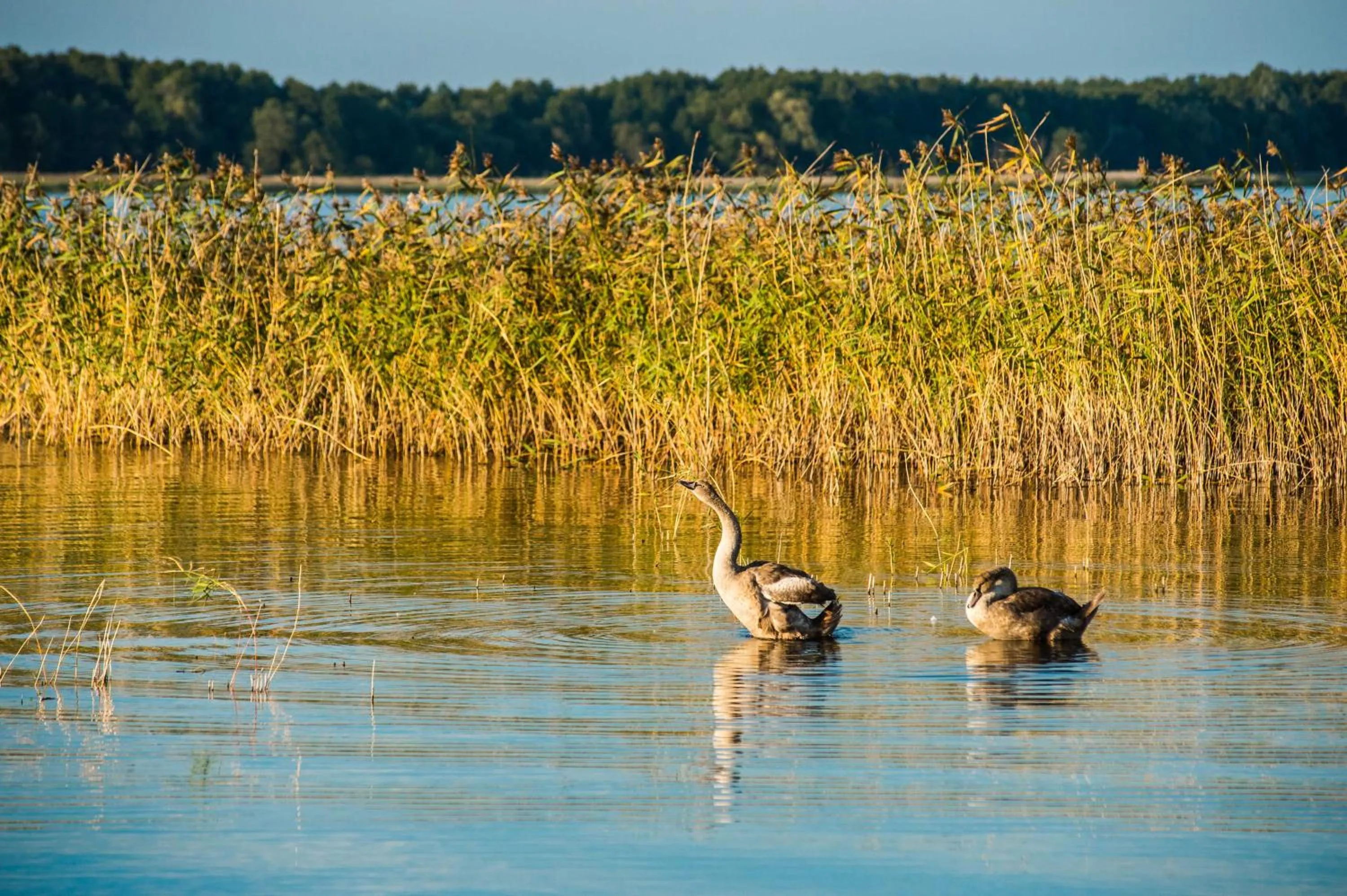 Animals in Aparthotel EuforiaPort