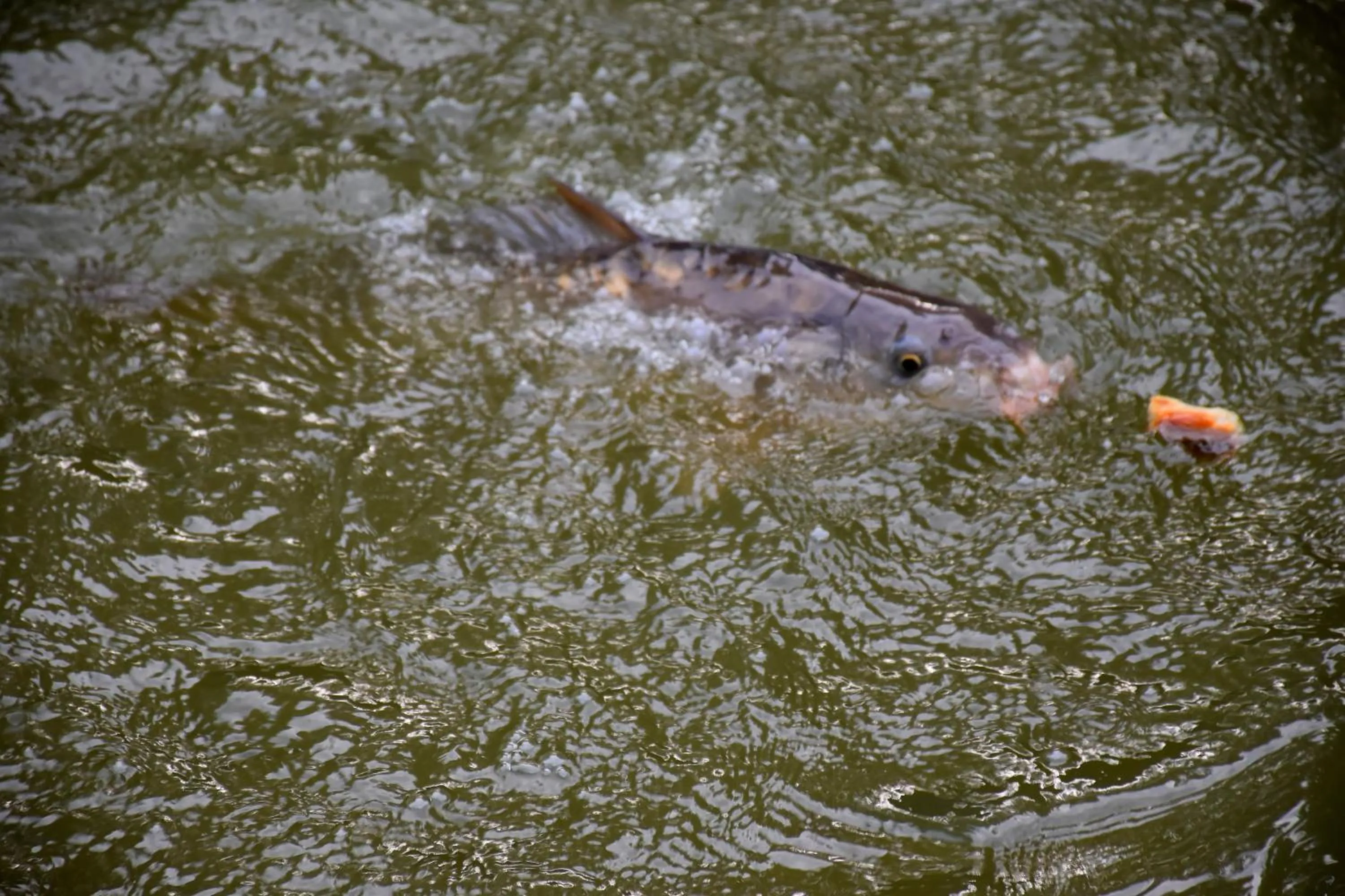 Animals in La mare aux canards