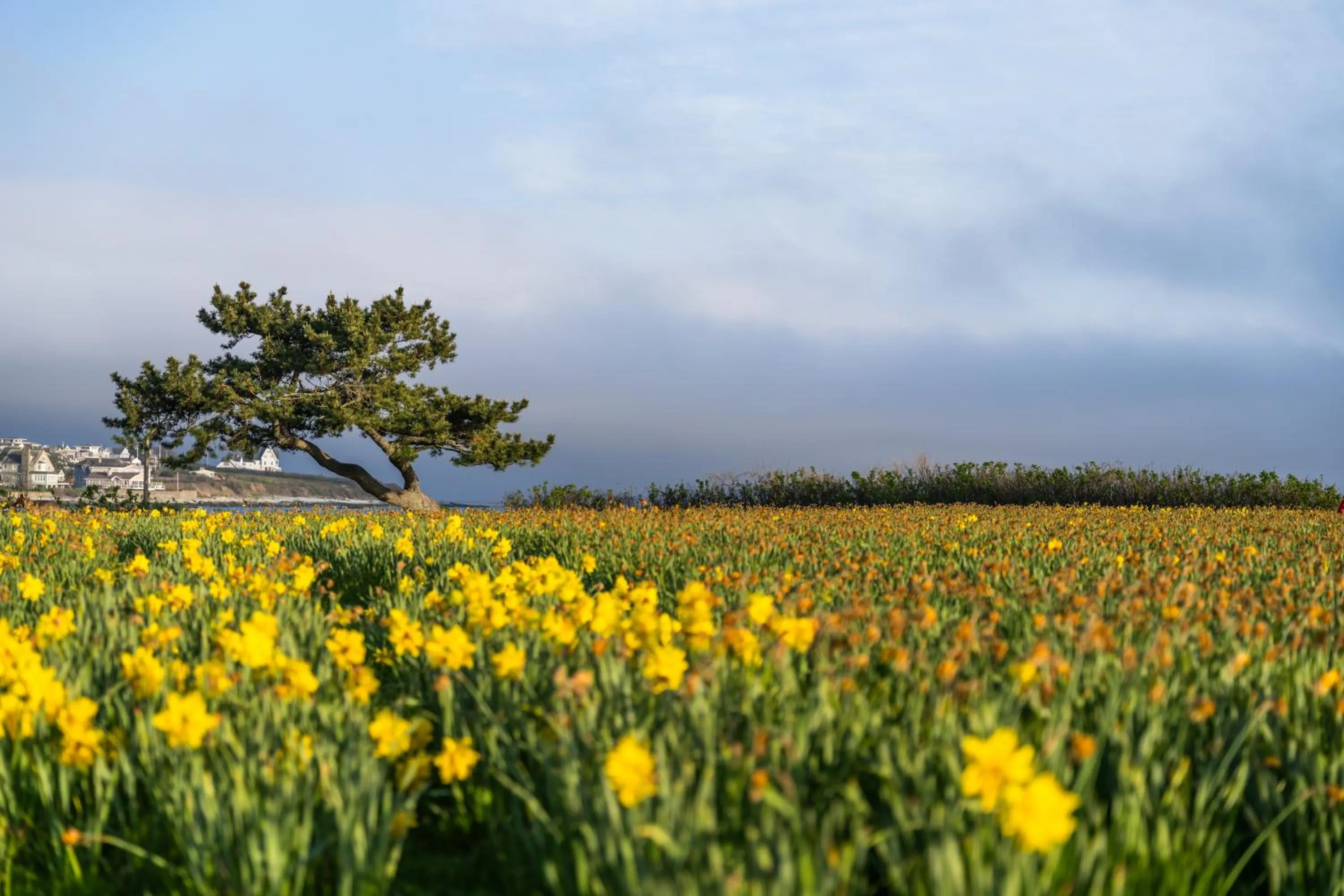 Spring in Newport Beach Hotel & Suites