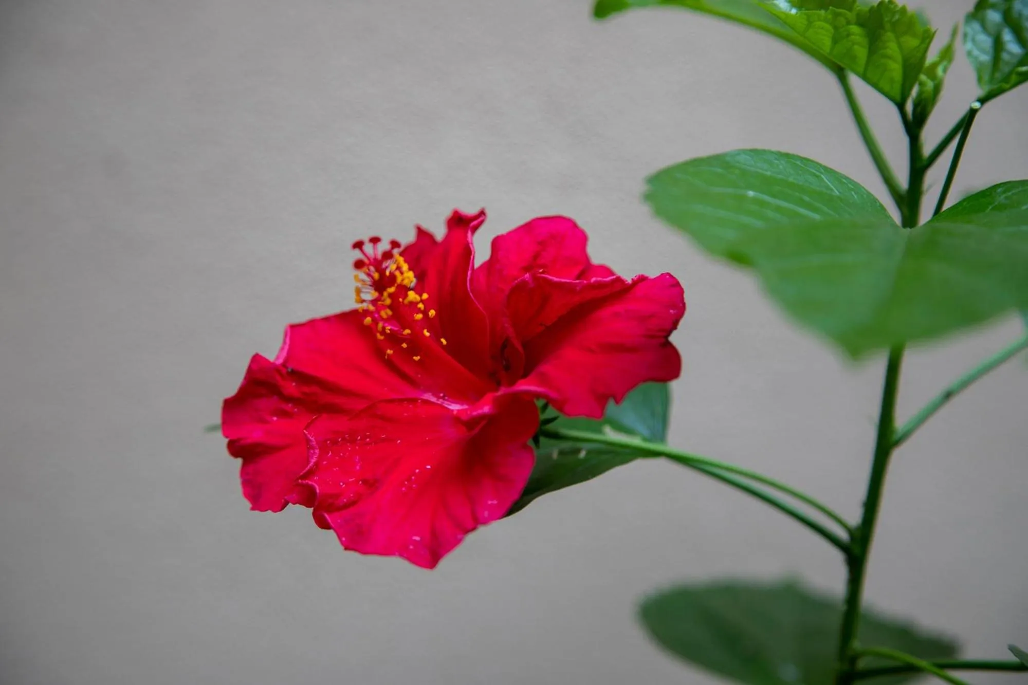 Garden in B&B I Propilei di San Girolamo