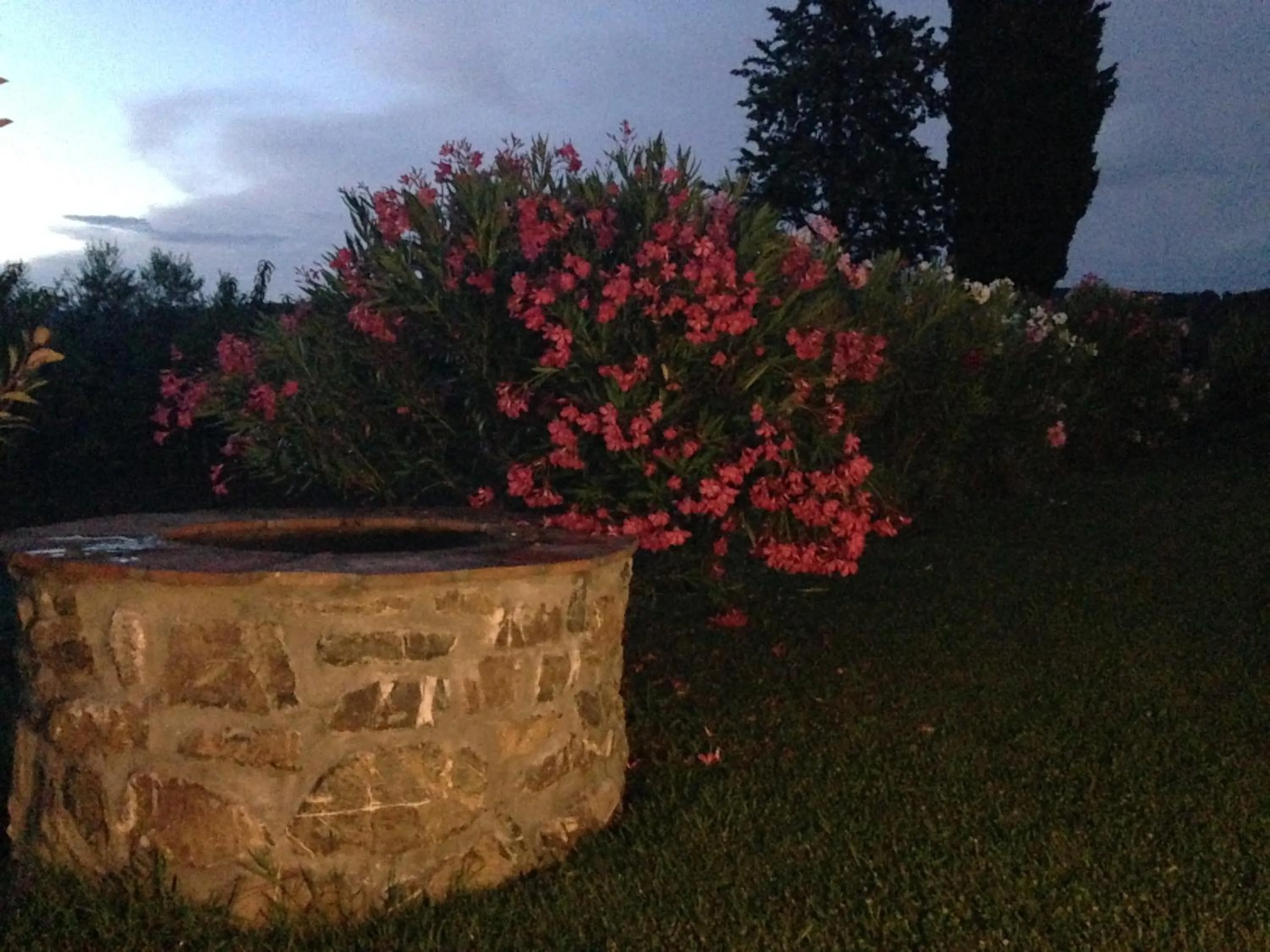 Garden view in Tonini House