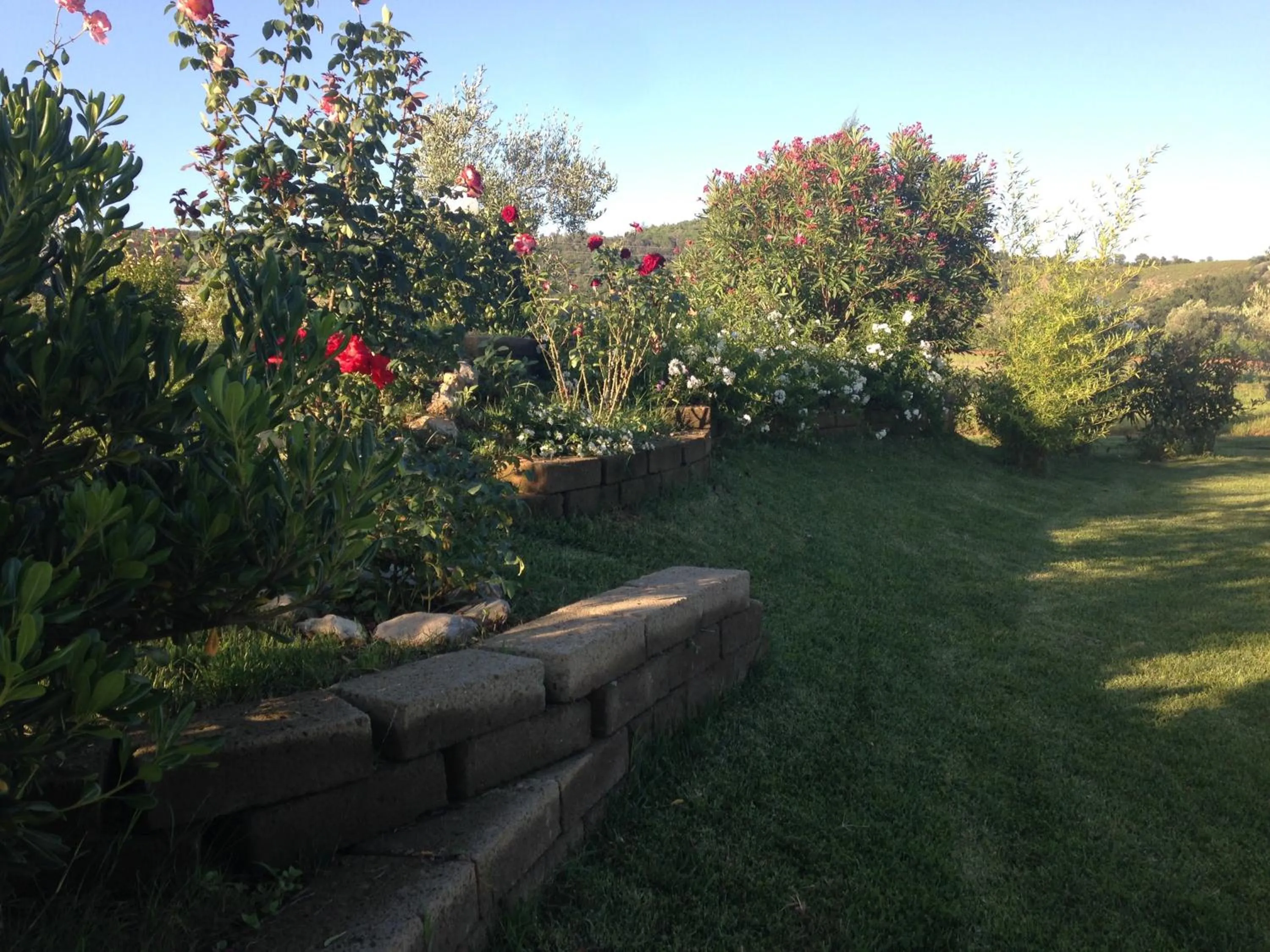 Garden in Tonini House