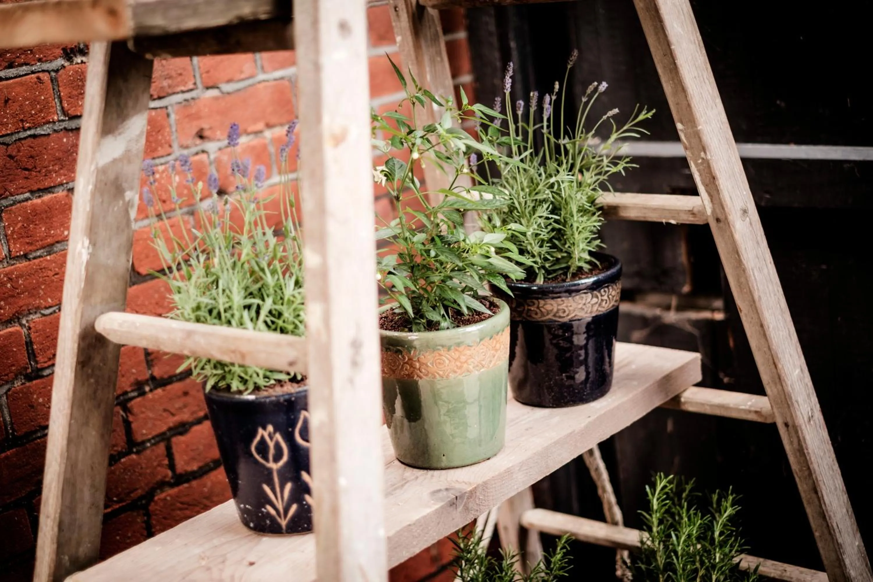 Garden in The Queen's Head