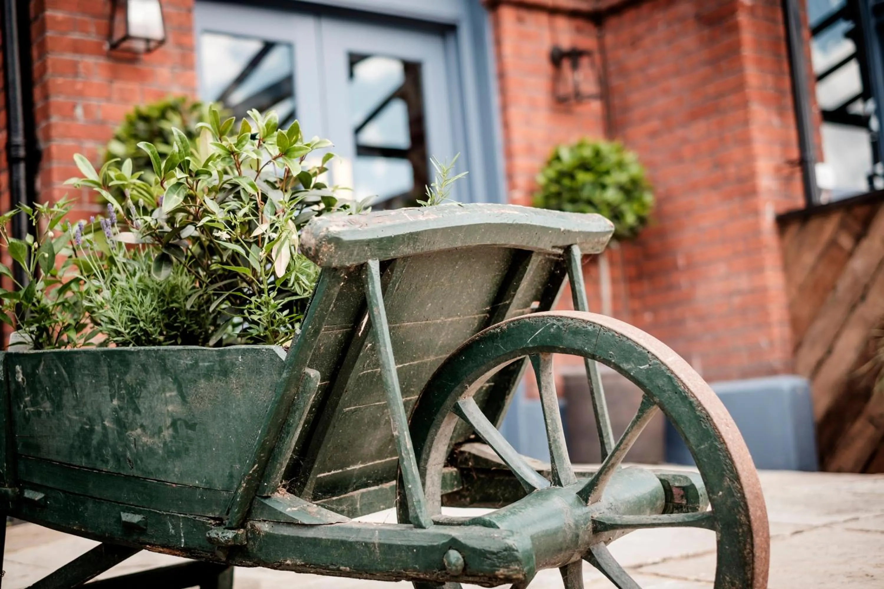 Garden in The Queen's Head