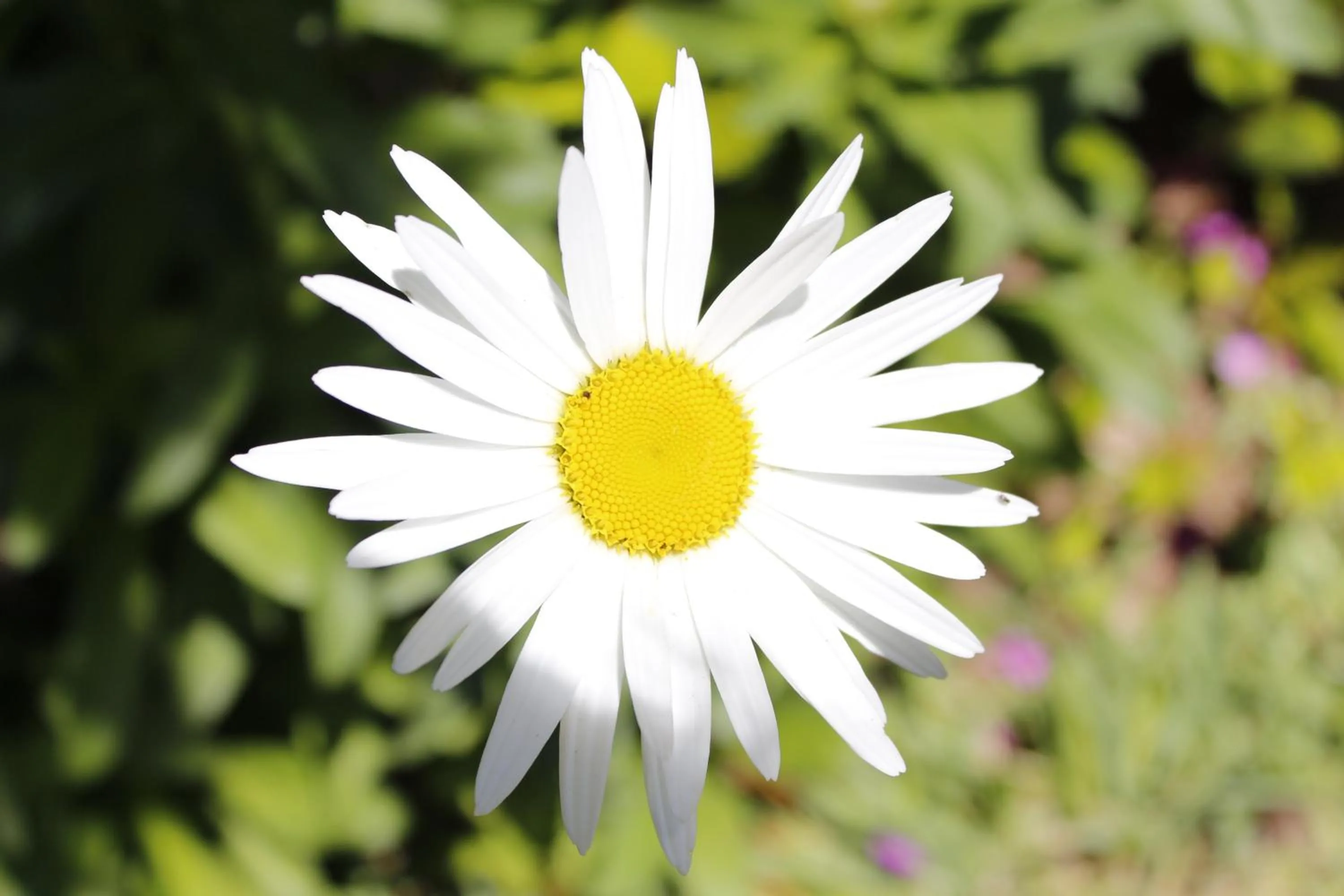 Garden in APARTHOTEL CABICASTRO Tres estrellas superior