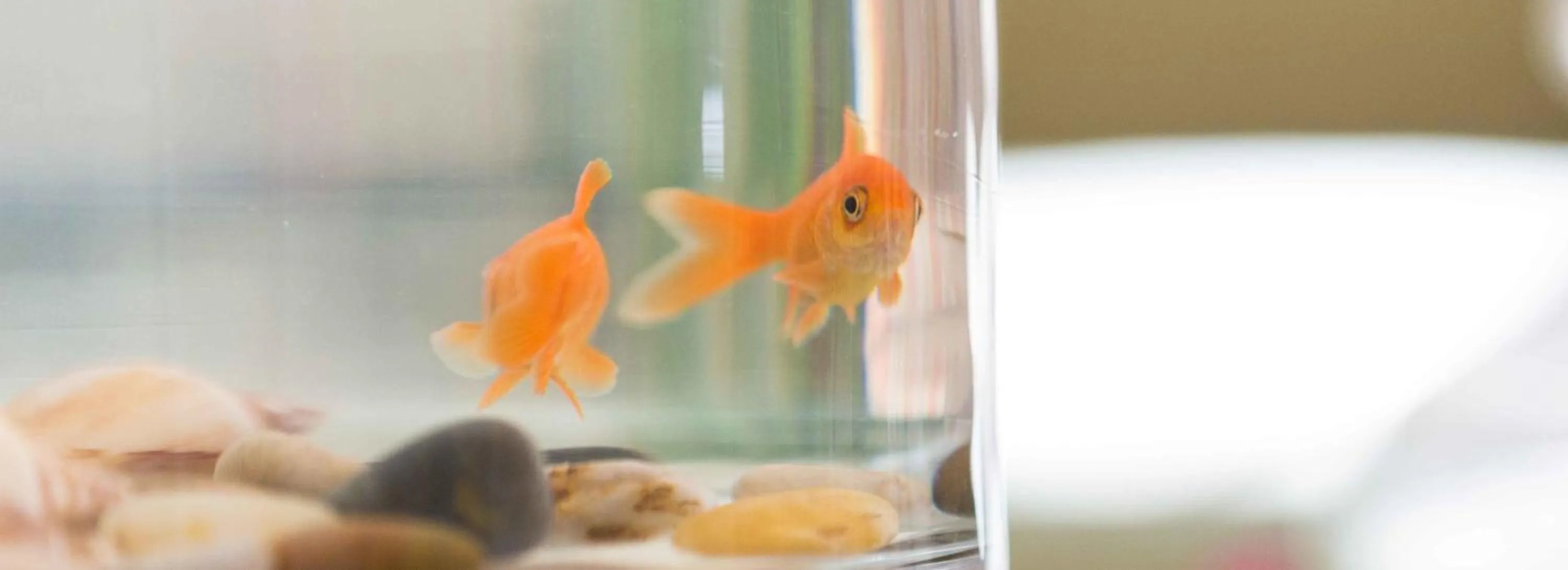 Pets in La Fonda Benissa, Grupo Terra de Mar, alojamientos con encanto