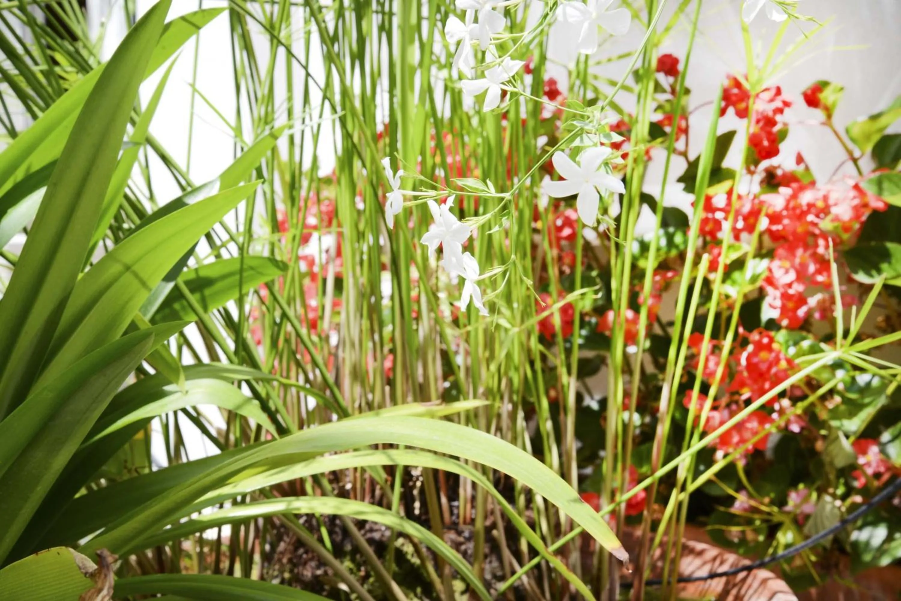 Balcony/Terrace in La Fonda Benissa, Grupo Terra de Mar, alojamientos con encanto
