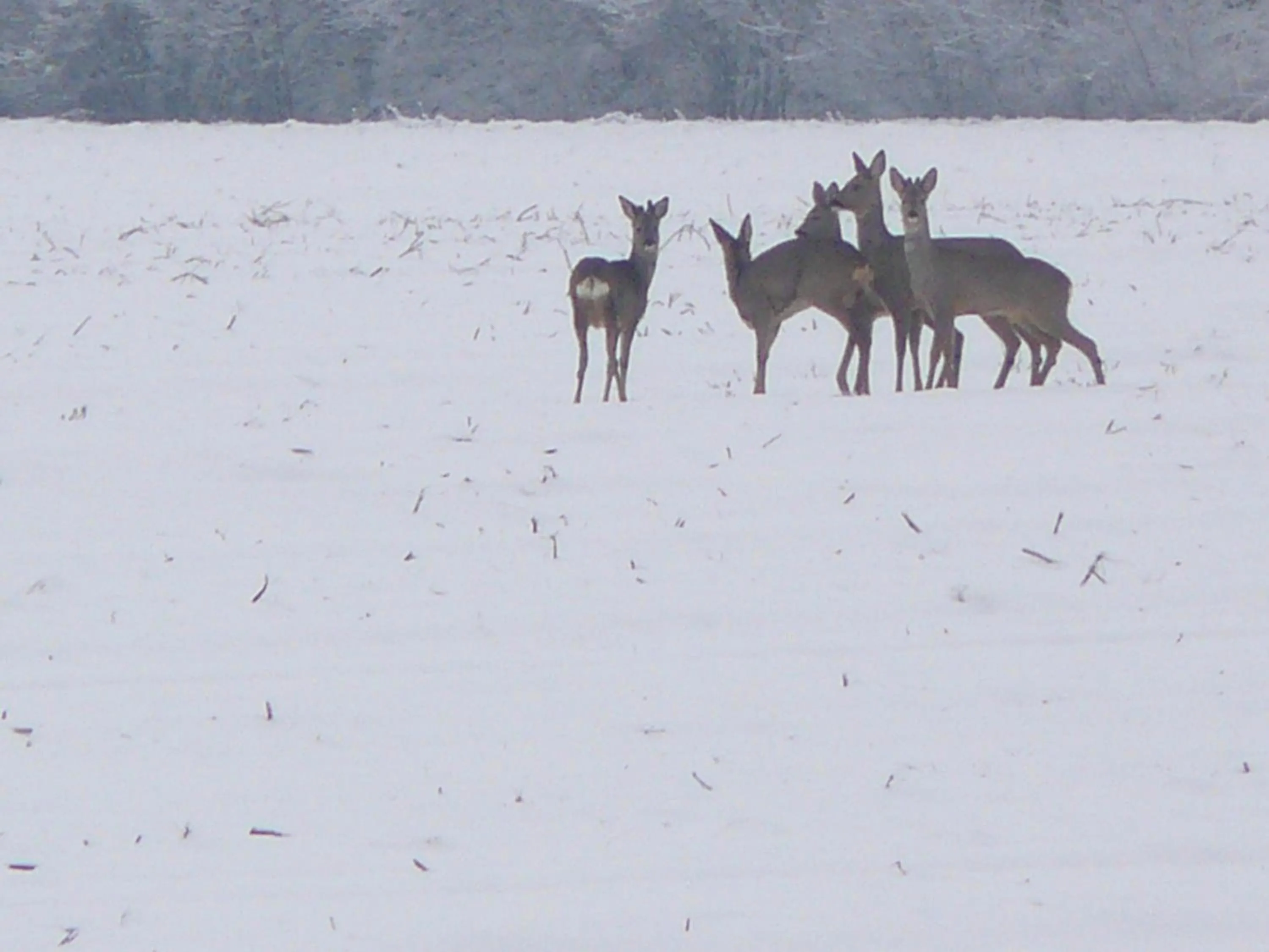 Pets in Stichting Veenloopcentrum Weiteveen