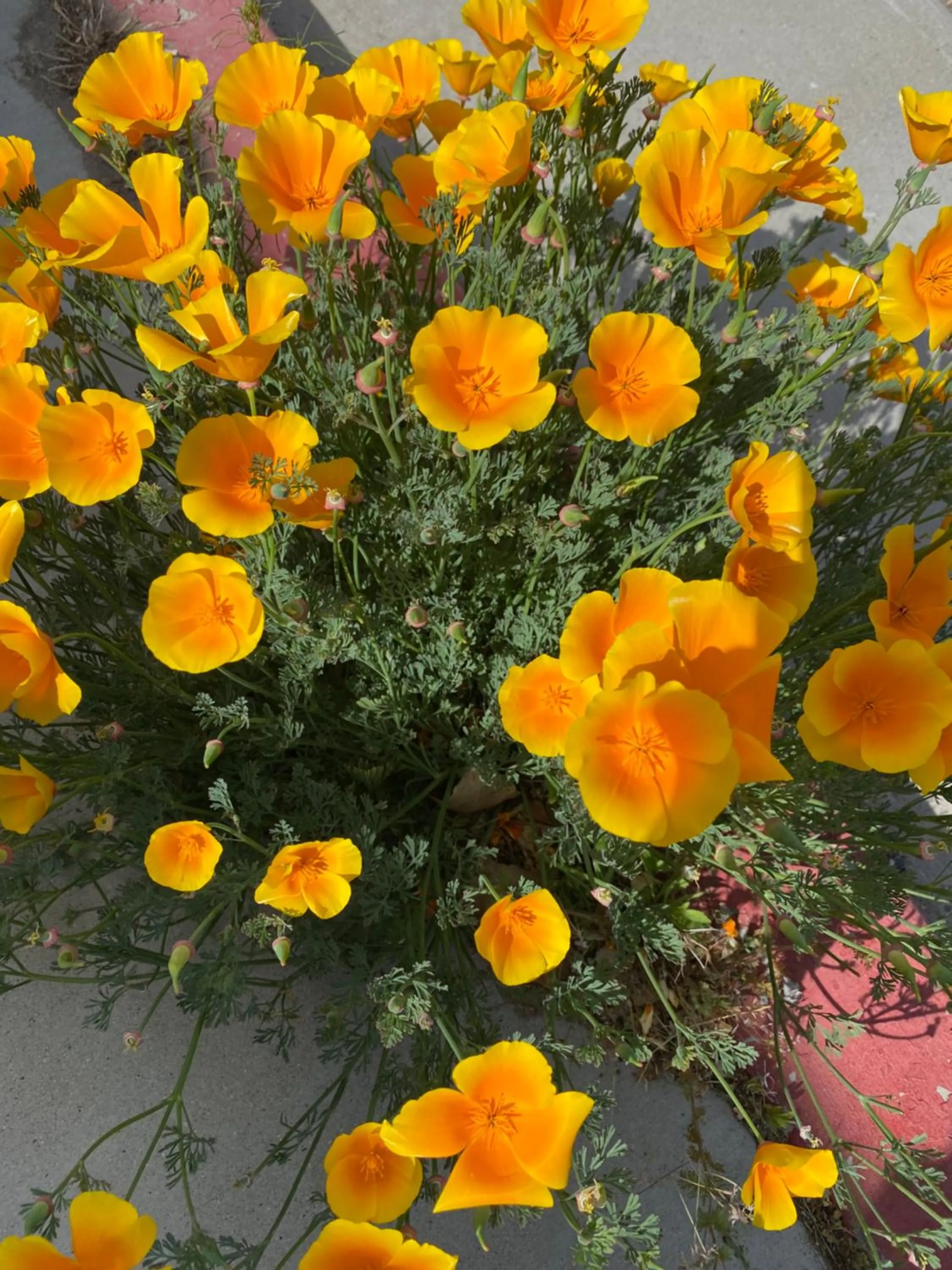 Spring in Starlight Motel