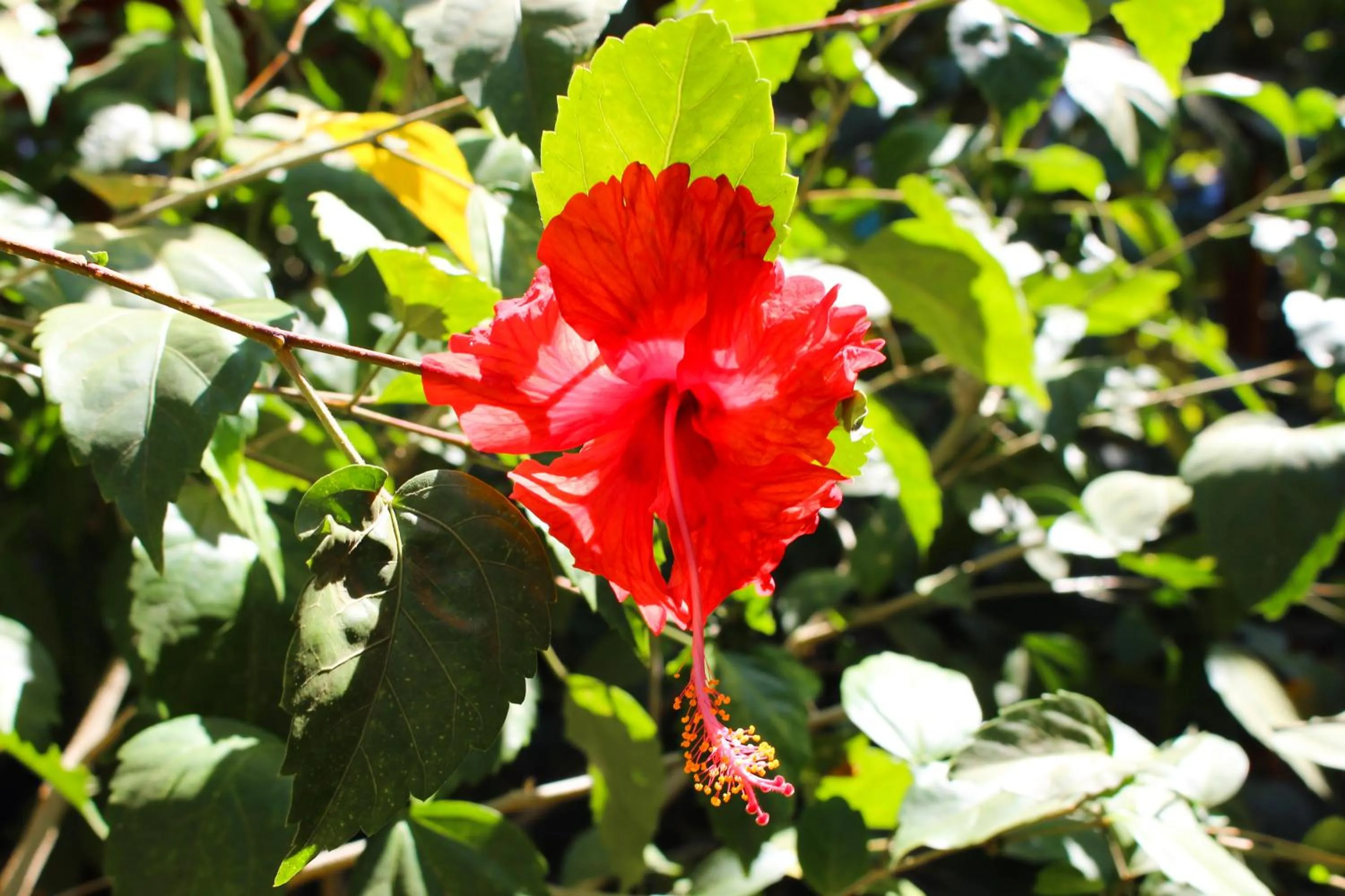 Garden in TamaHostel & Glamping