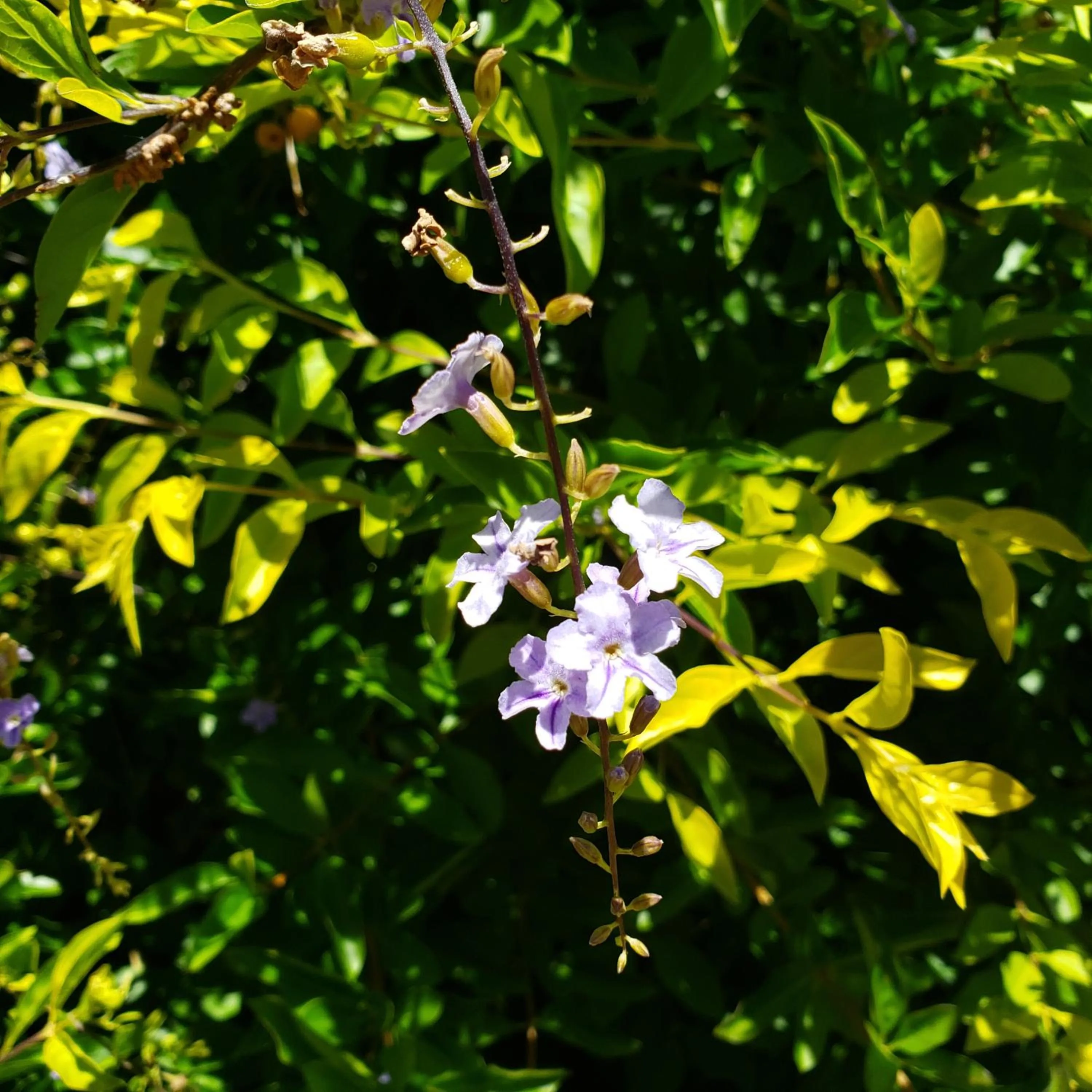 Natural landscape in Hills Villa Miyakojima