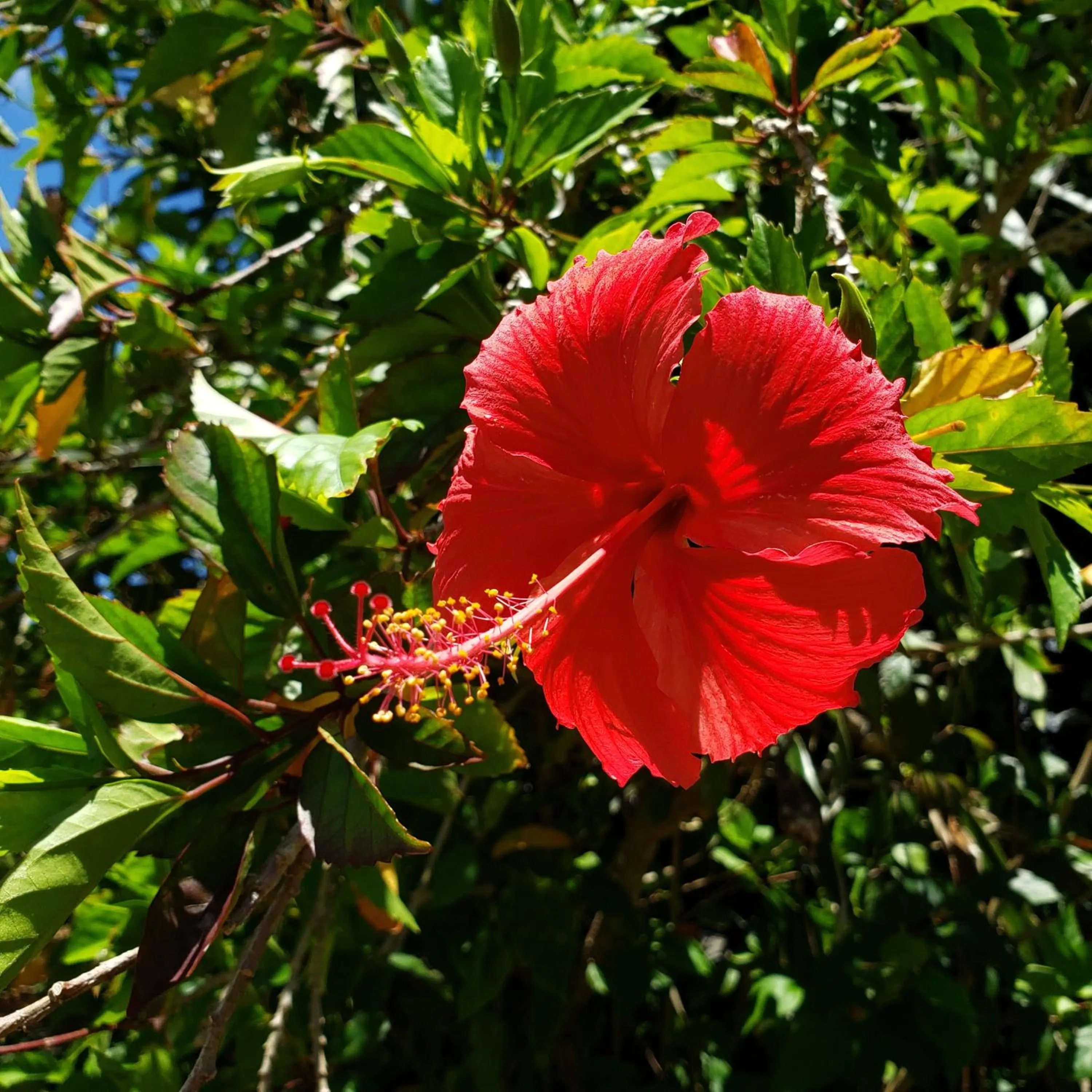 Garden in Hills Villa Miyakojima
