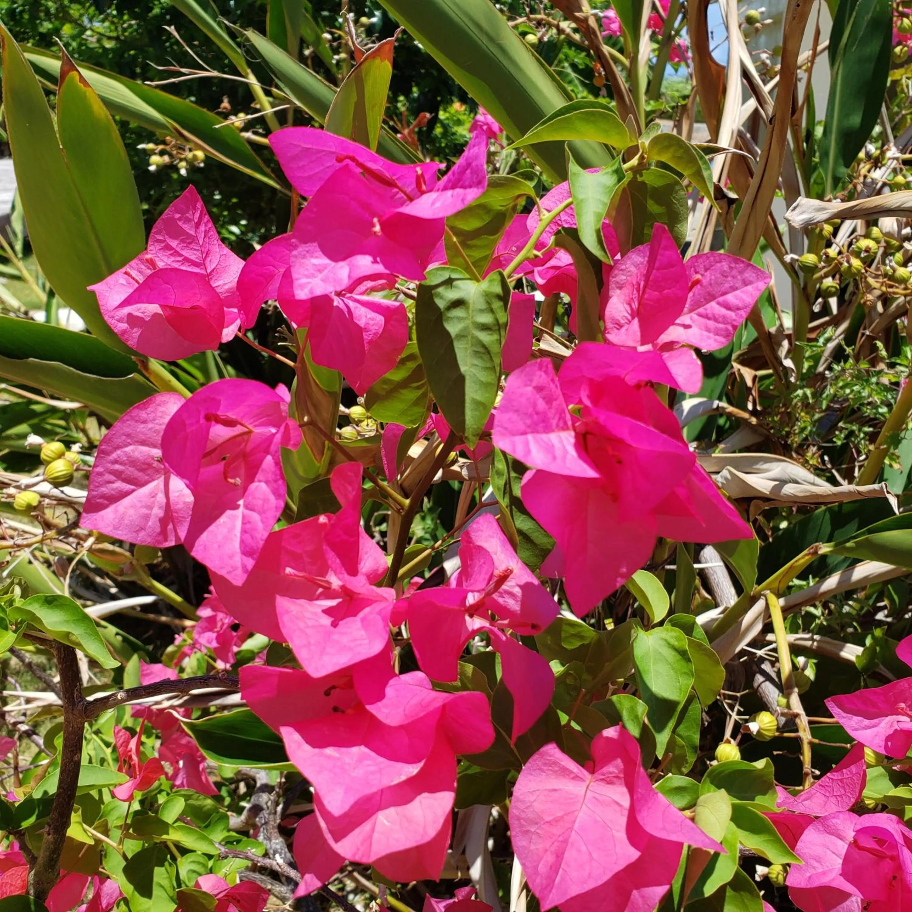 Garden in Hills Villa Miyakojima