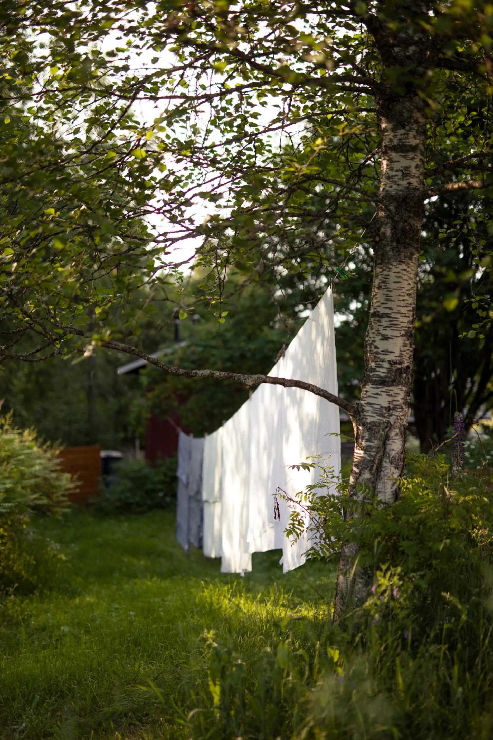 Garden in Kolin Mattila B&B