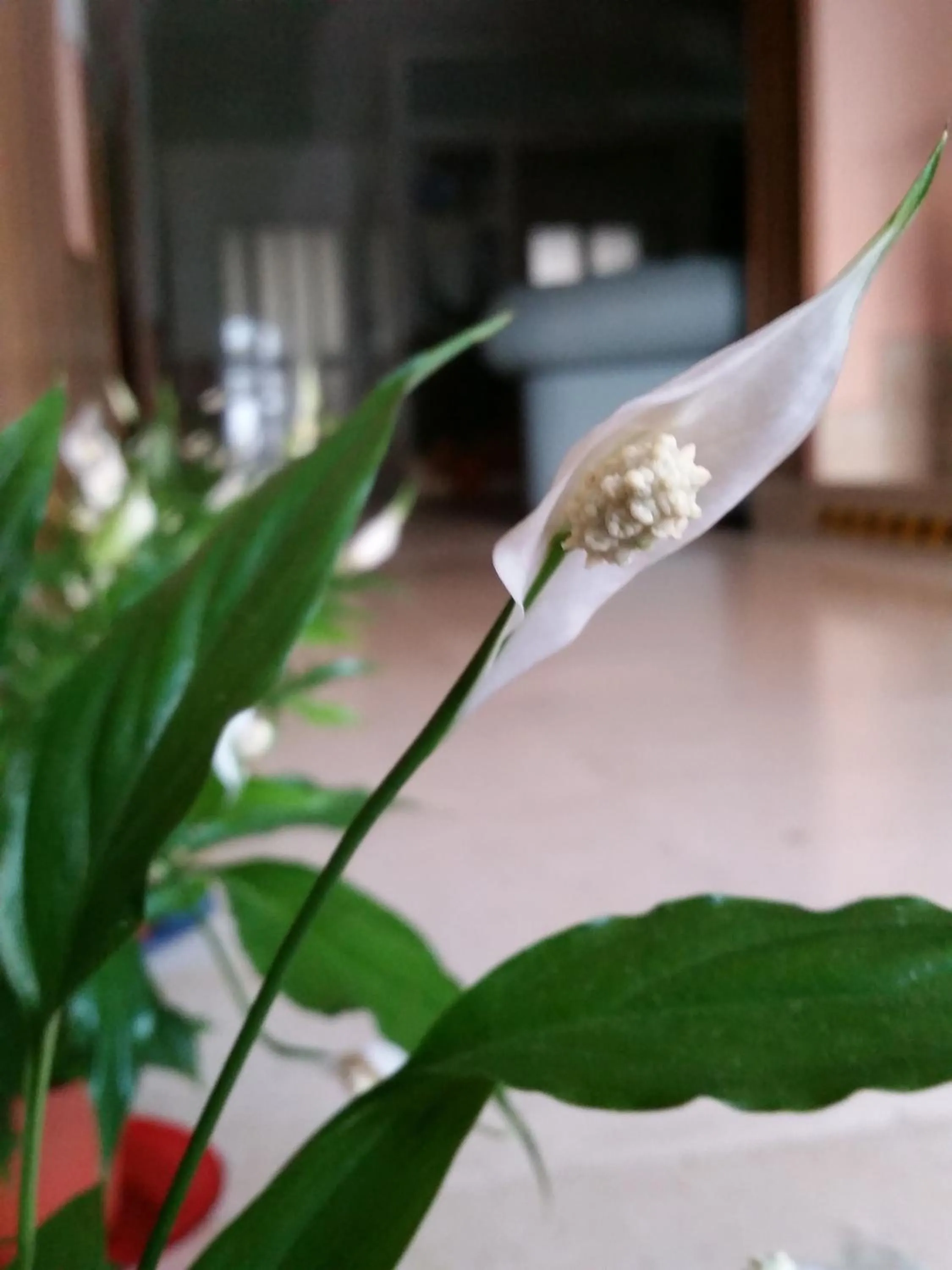 Lobby or reception in Hotel Sirio