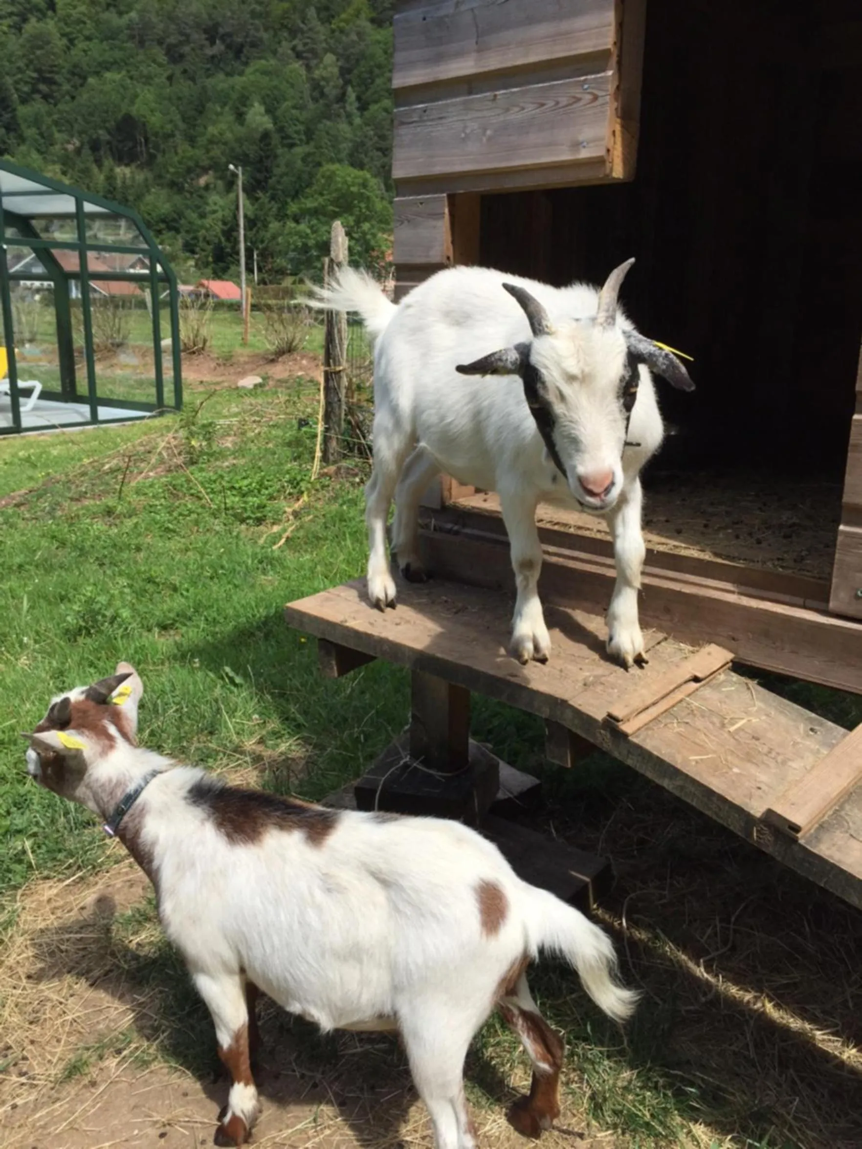 Animals in Gite Roche Des Ducs avec Piscine toute l'année, Spa, Sauna, Hammam