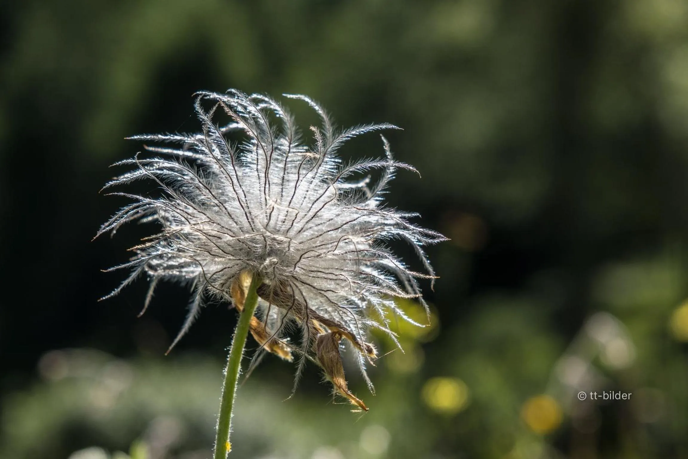 Summer in Gasthof Trausberg