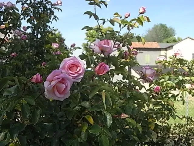 Bed & breakfast Villa Lisetta