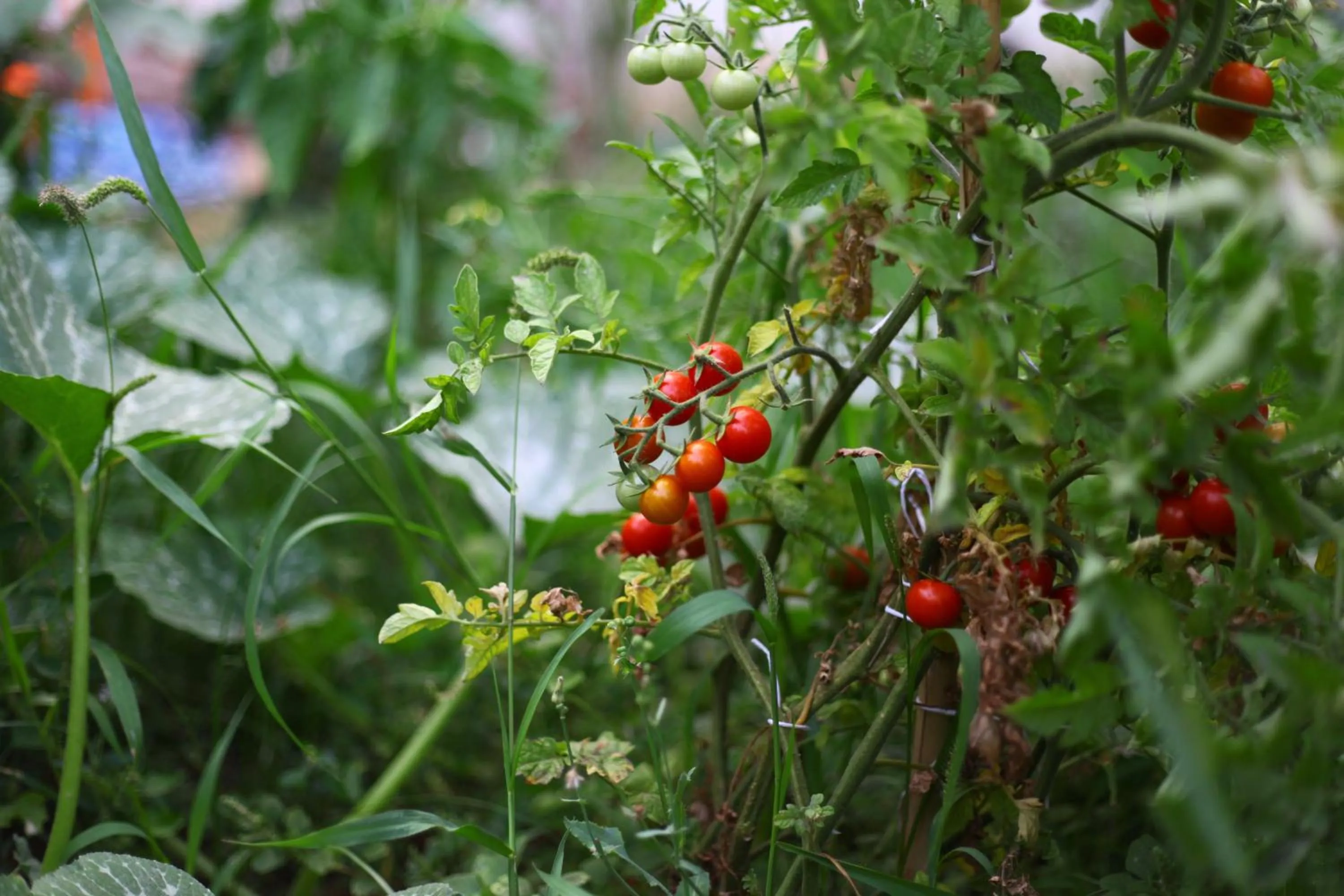 Garden in Timbuktu Hostel