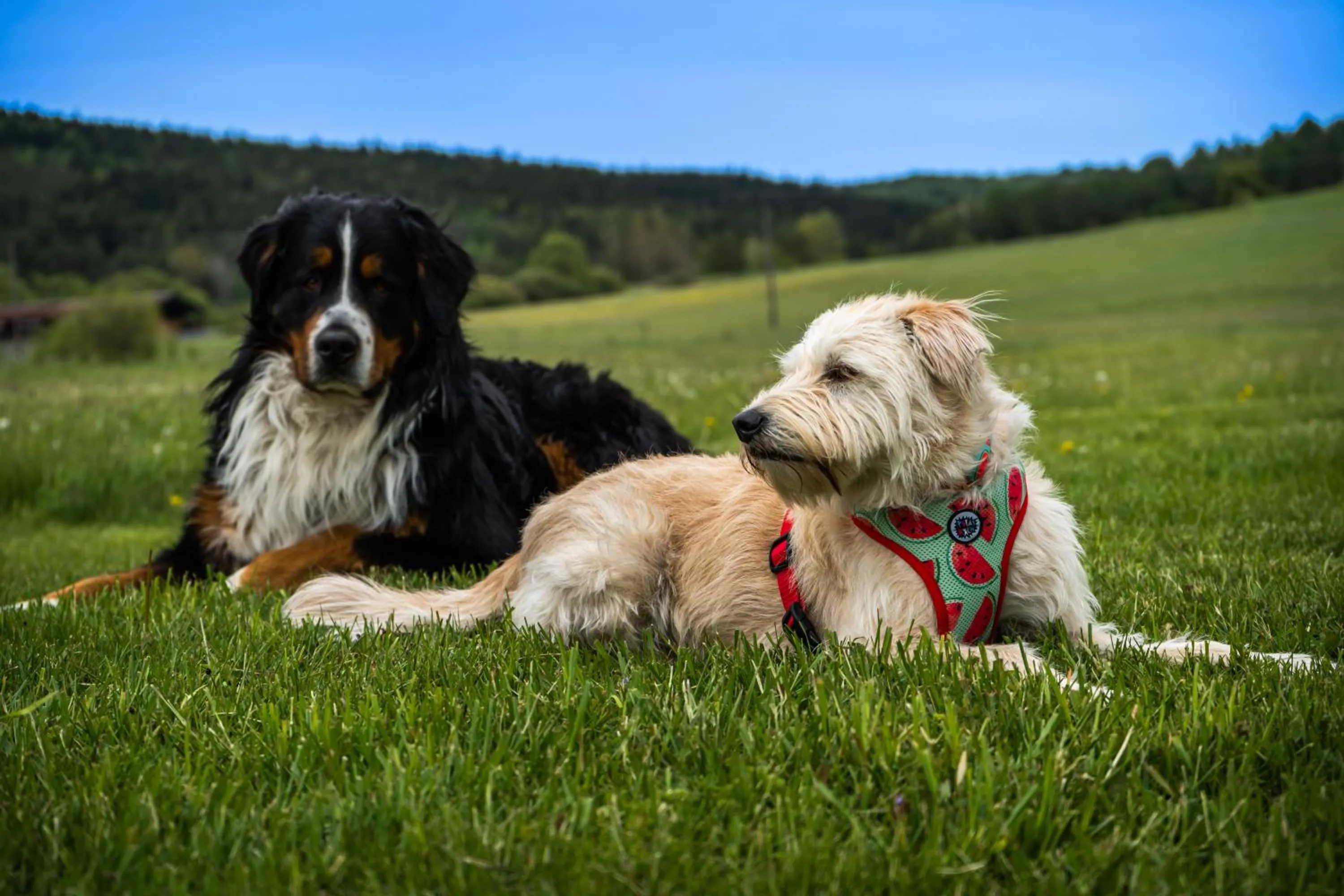 Animals in Malowane Wierchy