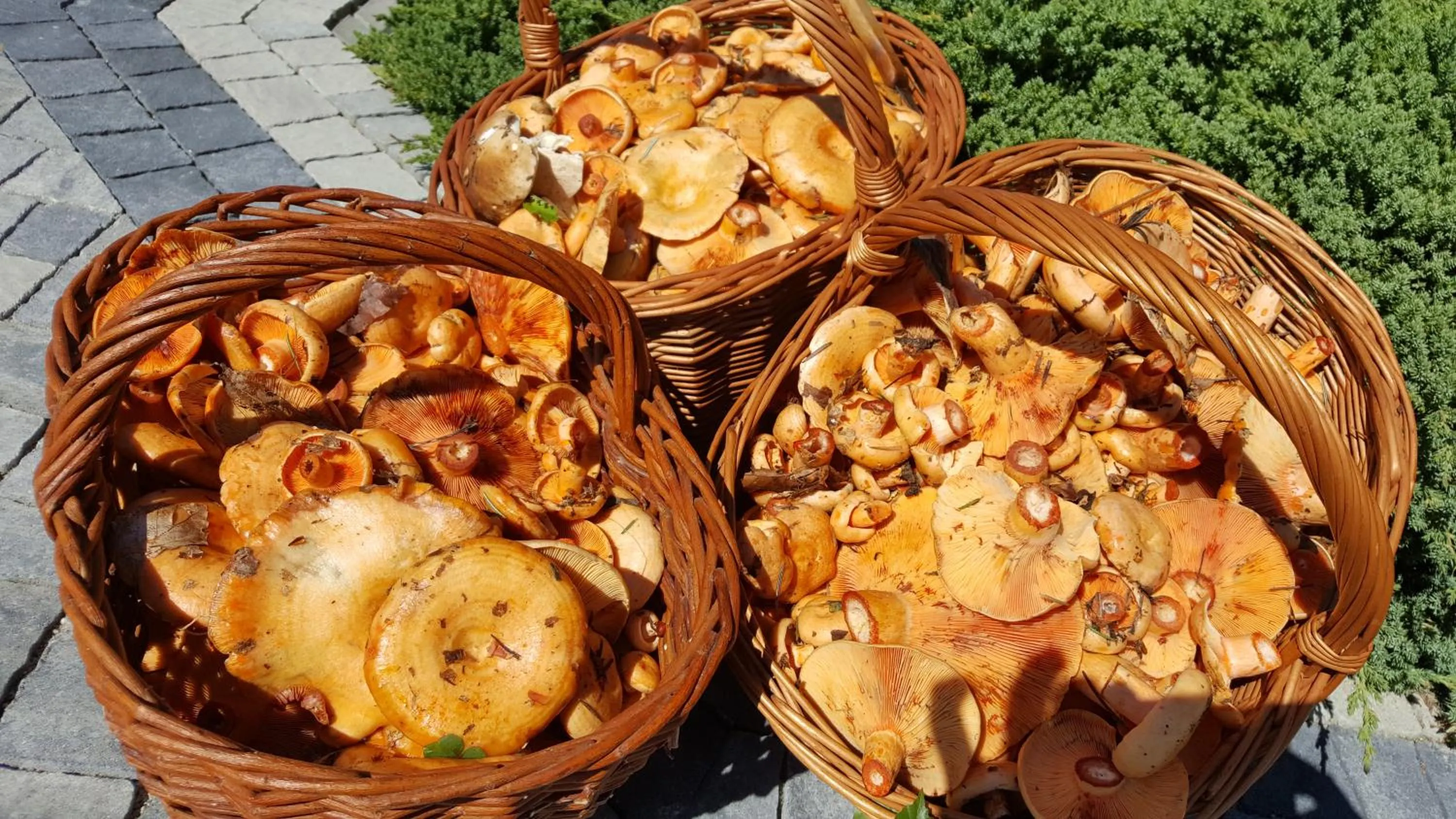 Food and drinks in Malowane Wierchy