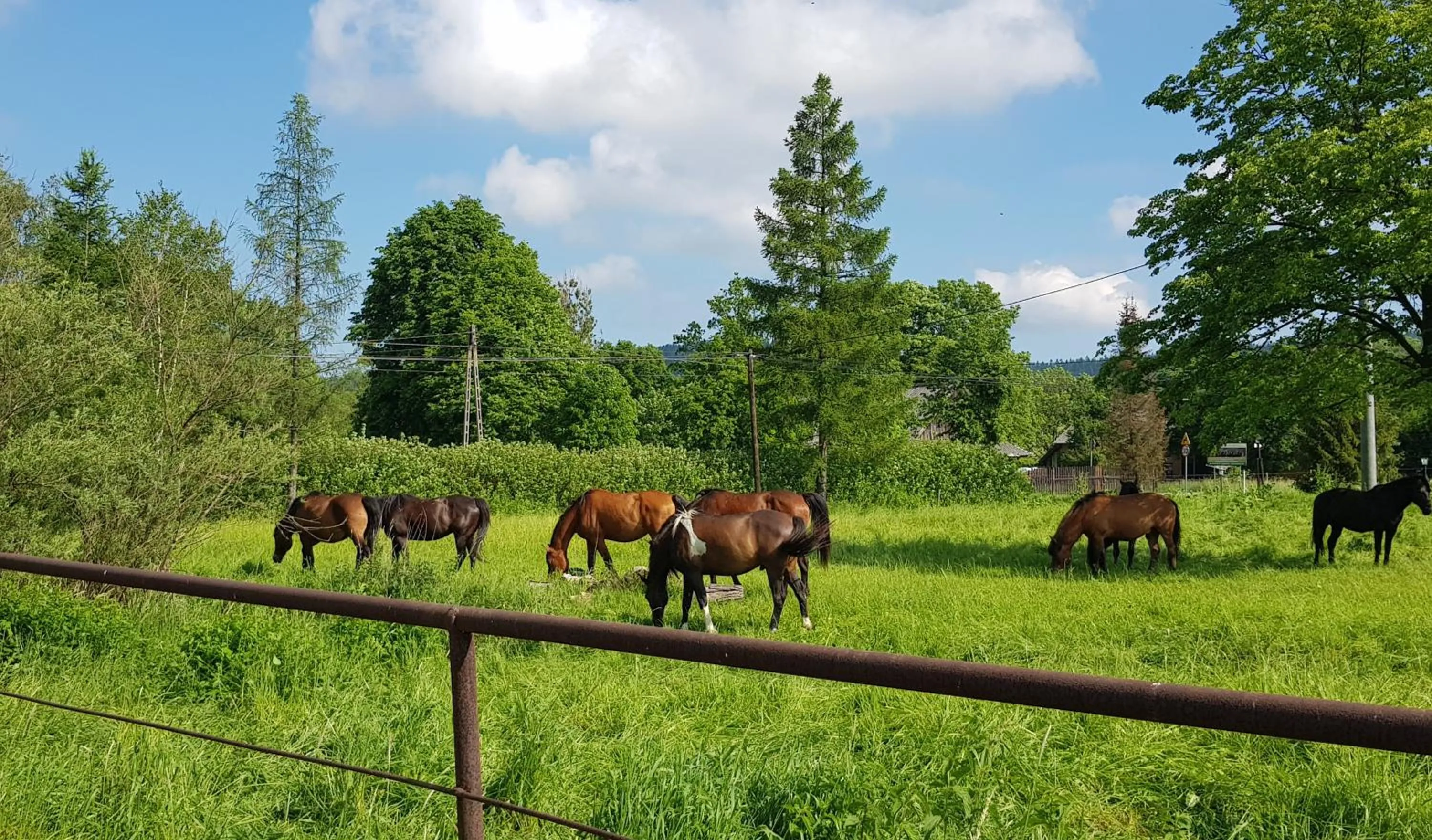 Animals in Malowane Wierchy