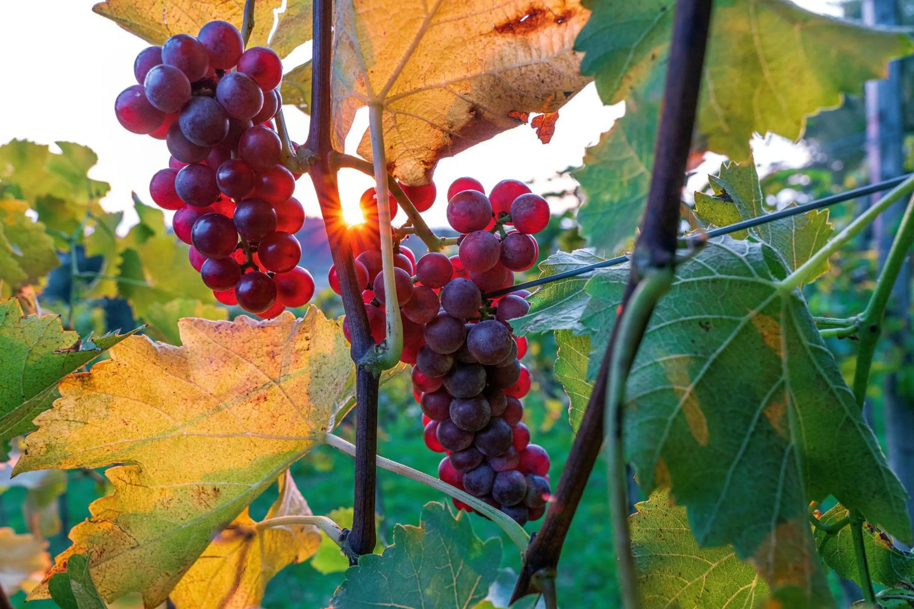 Garden in Schloss Hotel Wasserburg