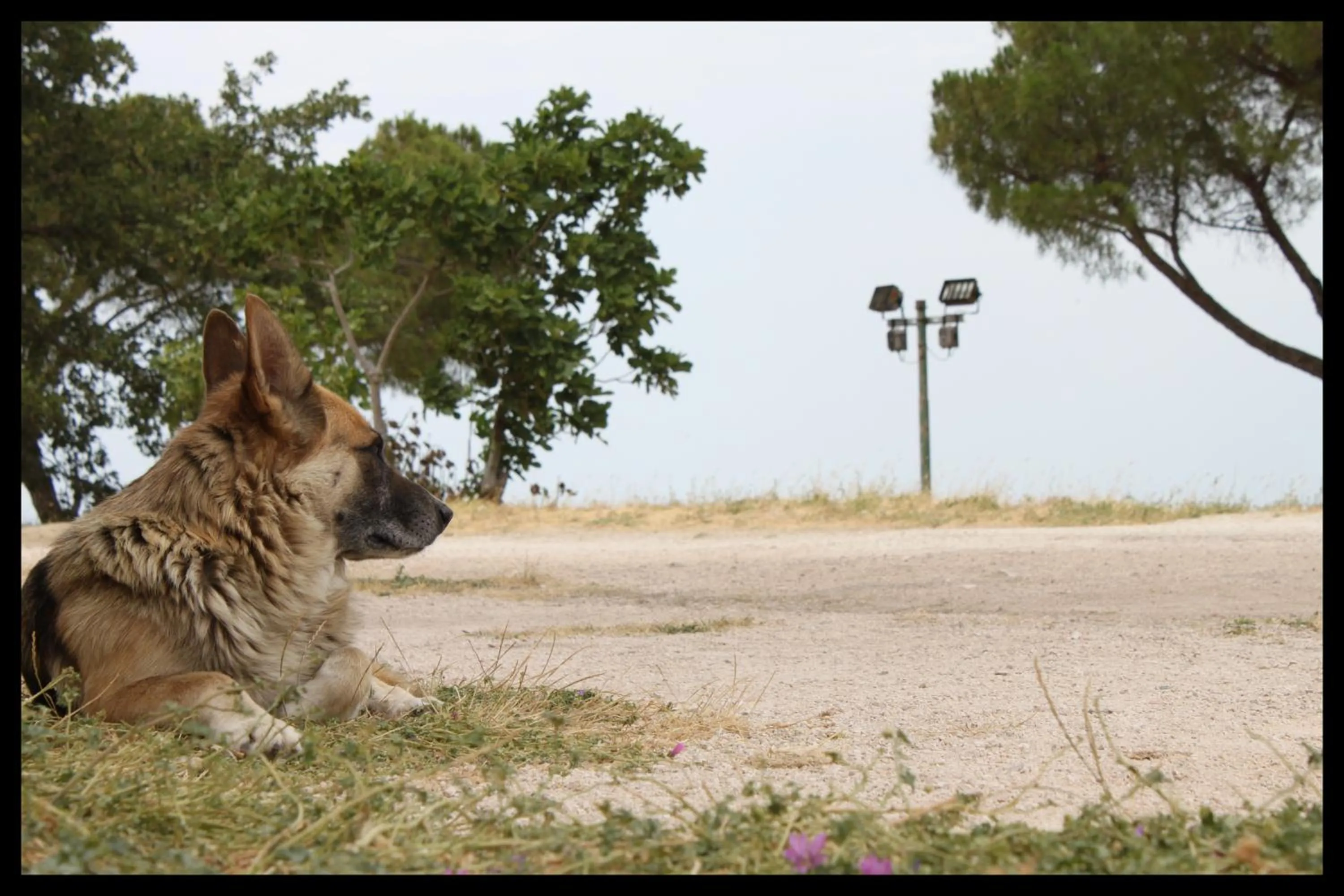 Pets in Hotel La Vetta Europa