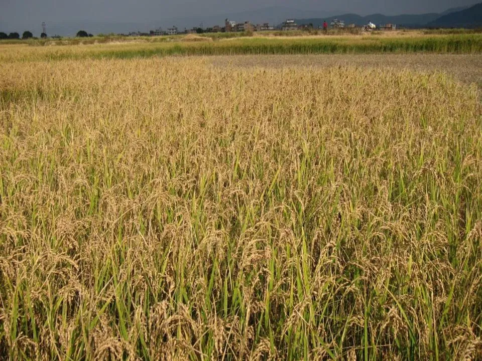 Natural landscape in Sanu House