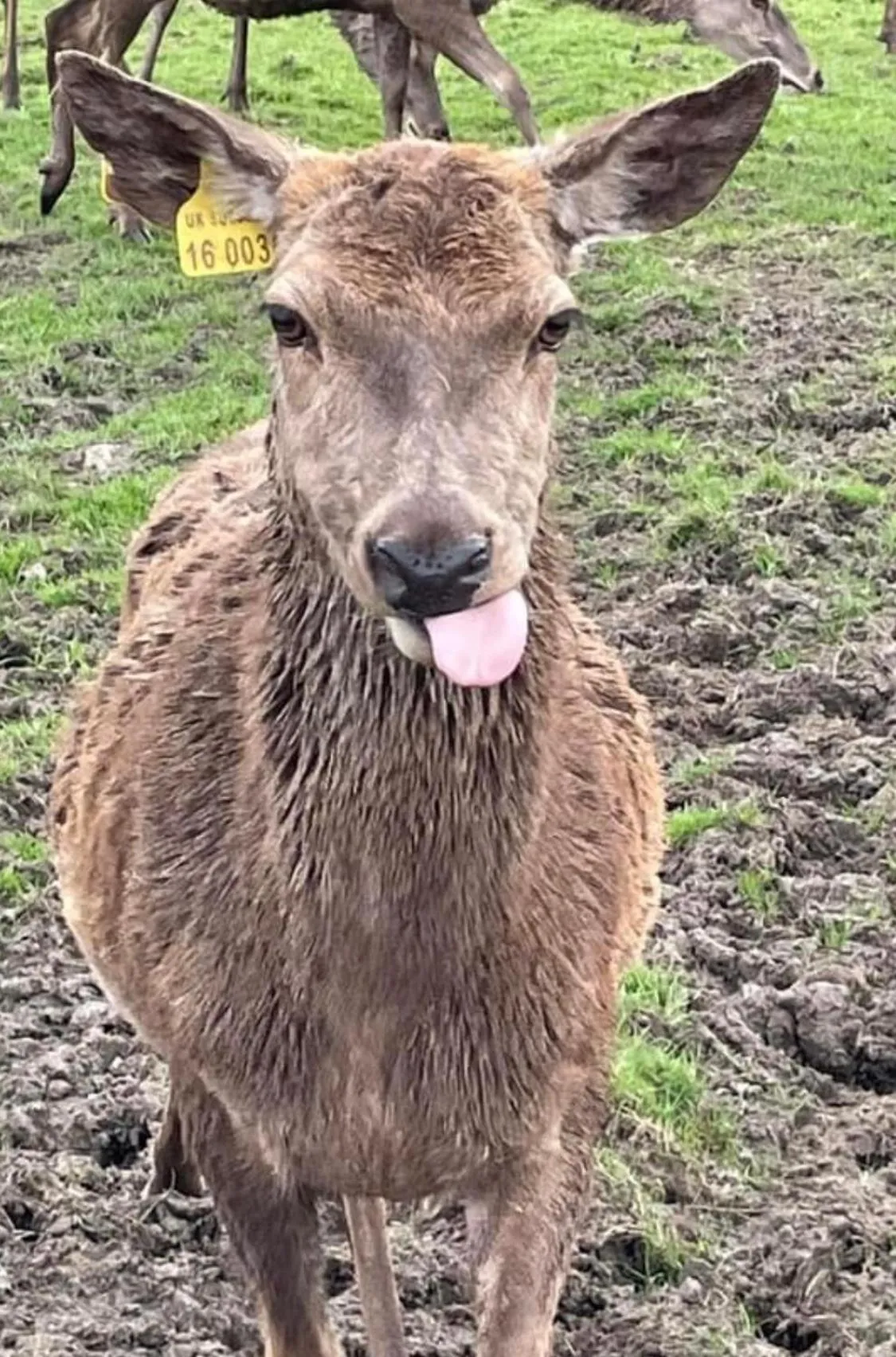 Animals in Loch Shin Glamping Pods