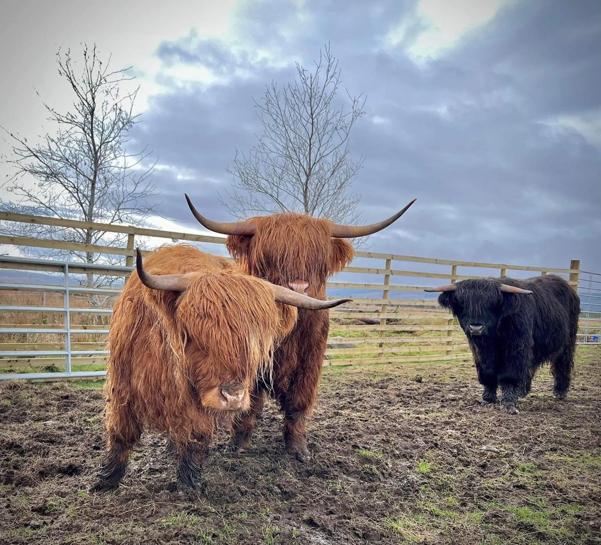 Animals in Loch Shin Glamping Pods
