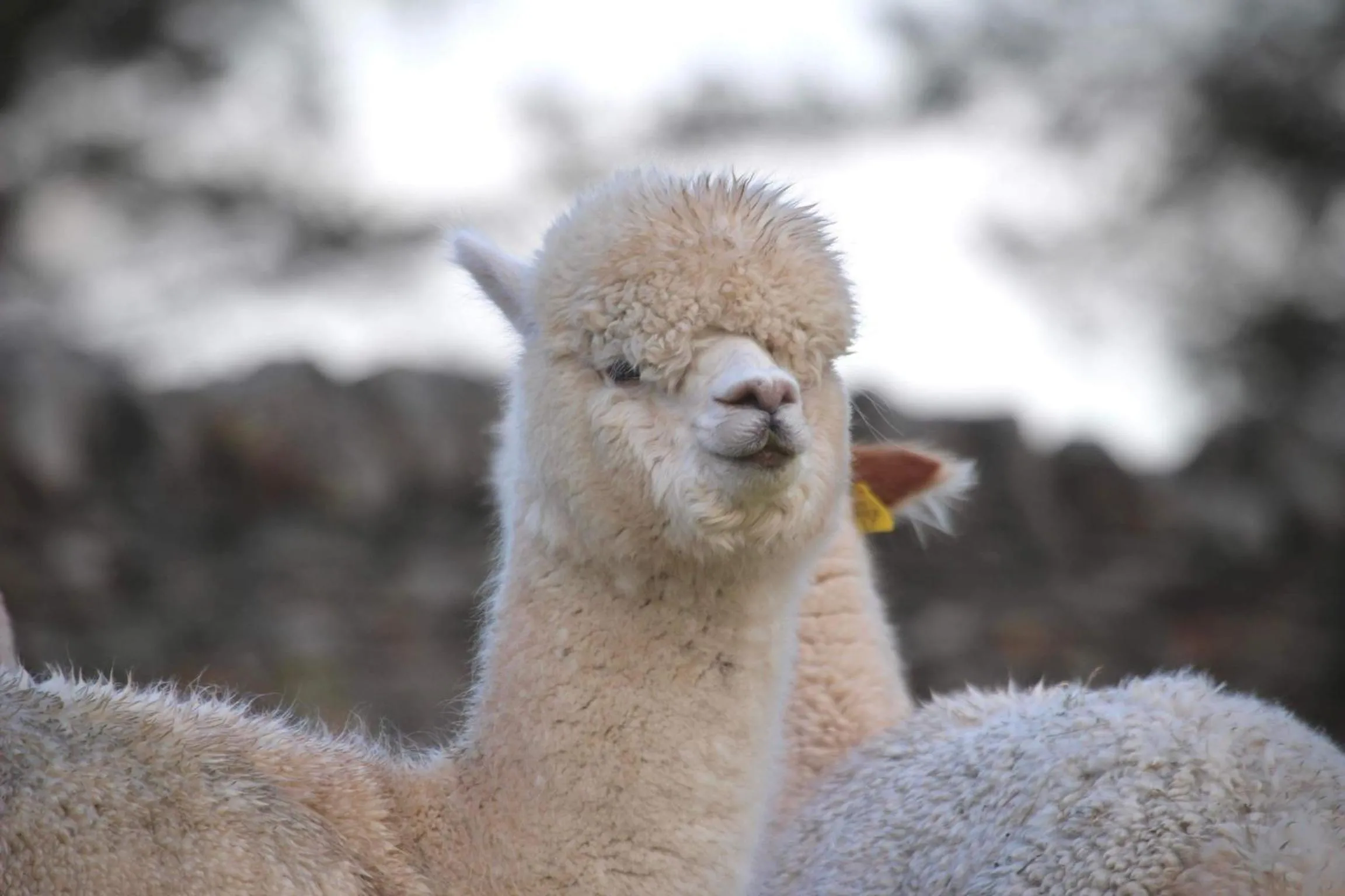 Animals in Loch Shin Glamping Pods