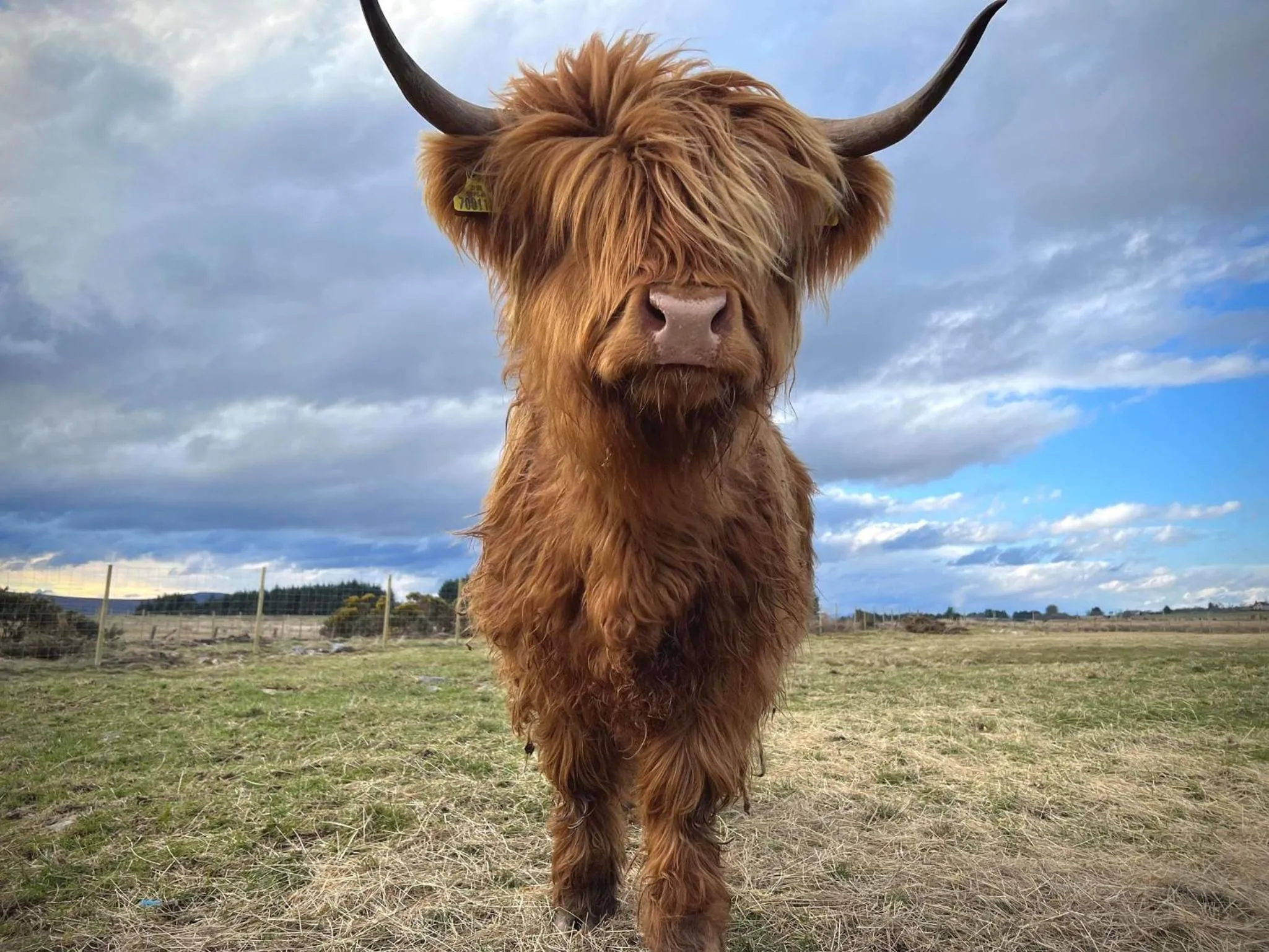 Animals in Loch Shin Glamping Pods