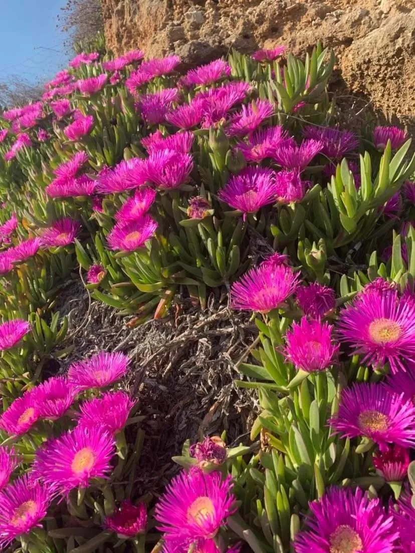 Garden in Hotel Belveder