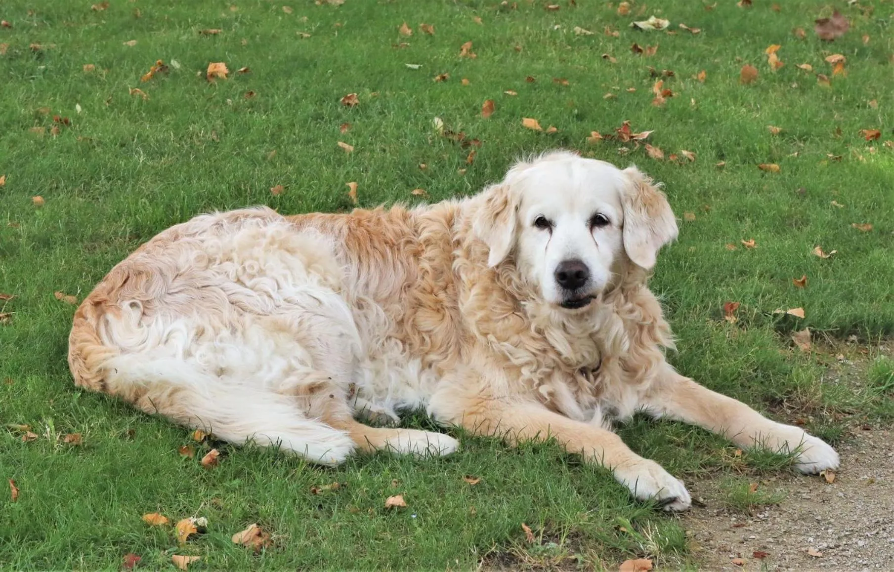 Pets in Mas du Clos de l'Escarrat