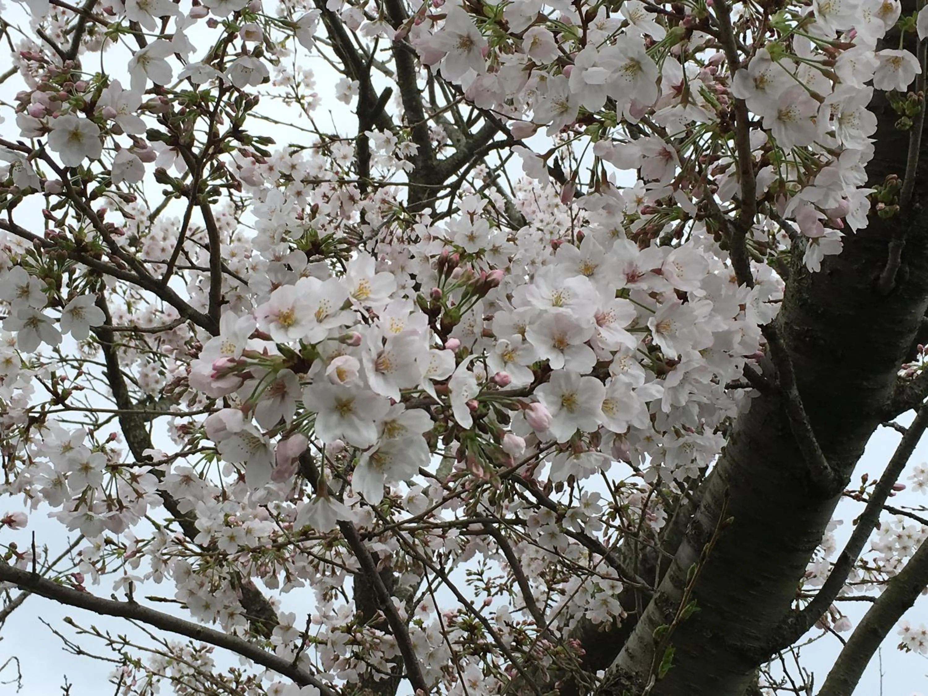 Spring in Dogashima Onsen Hotel