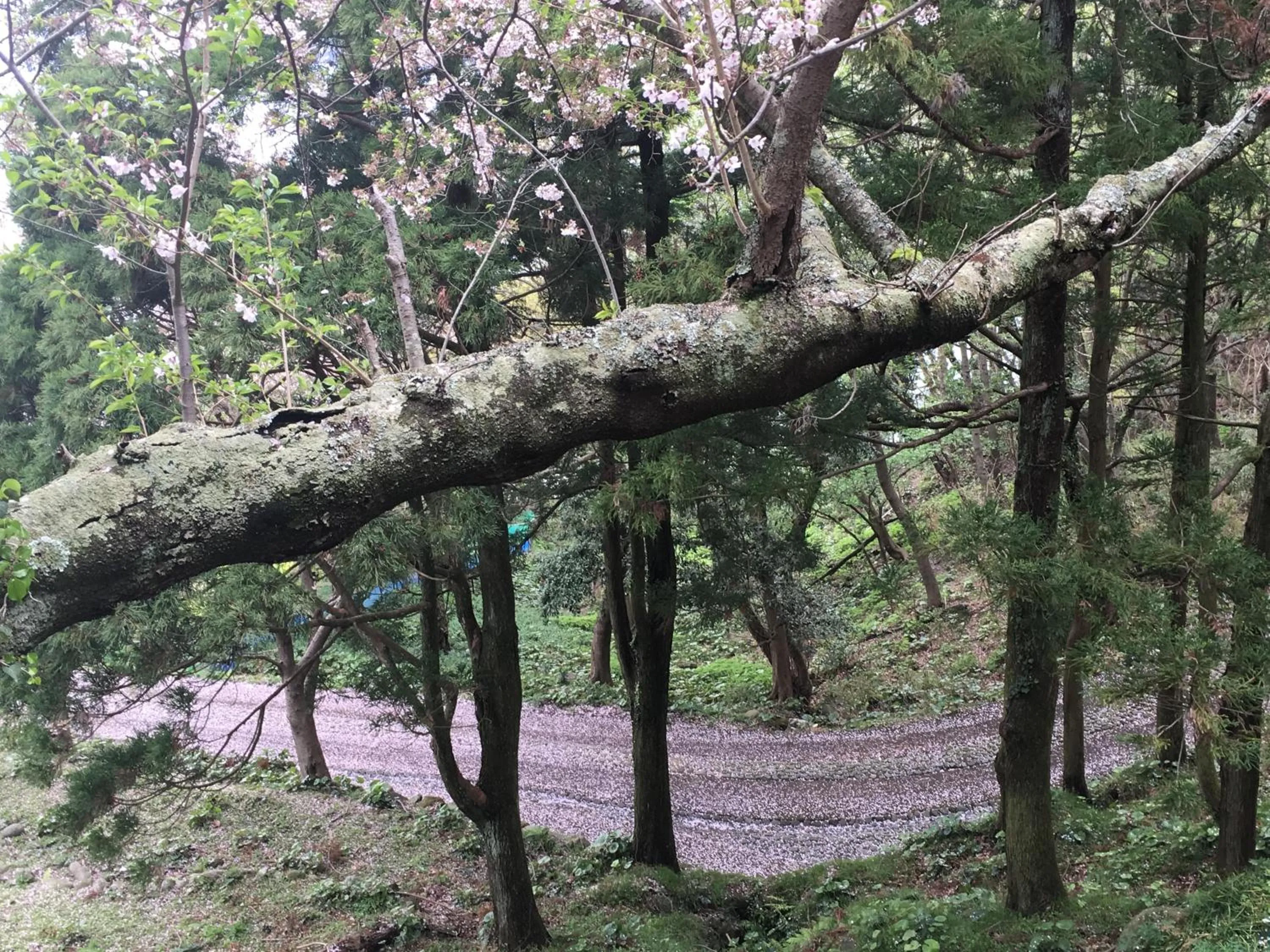 Spring in Dogashima Onsen Hotel