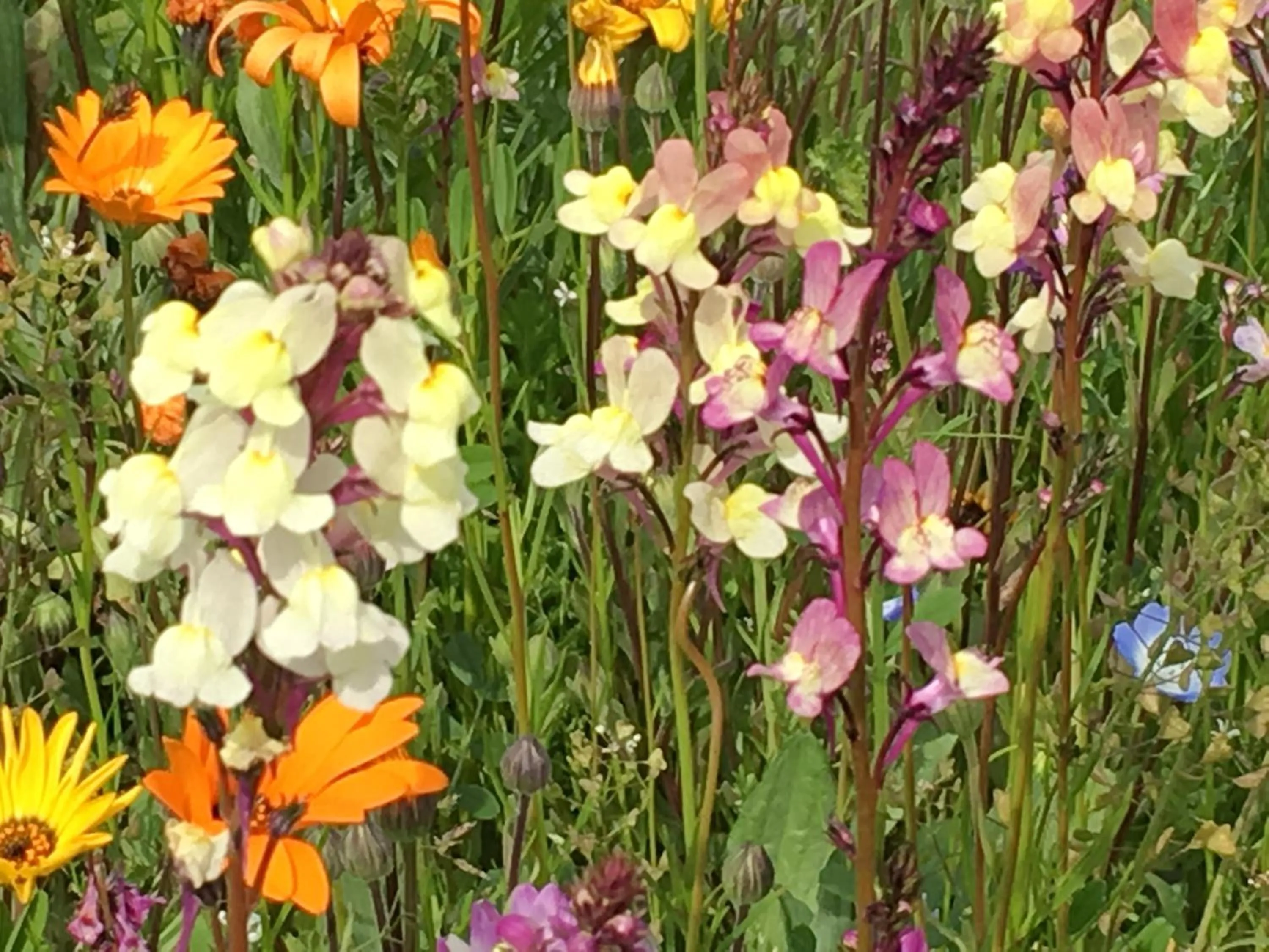 Spring in Dogashima Onsen Hotel