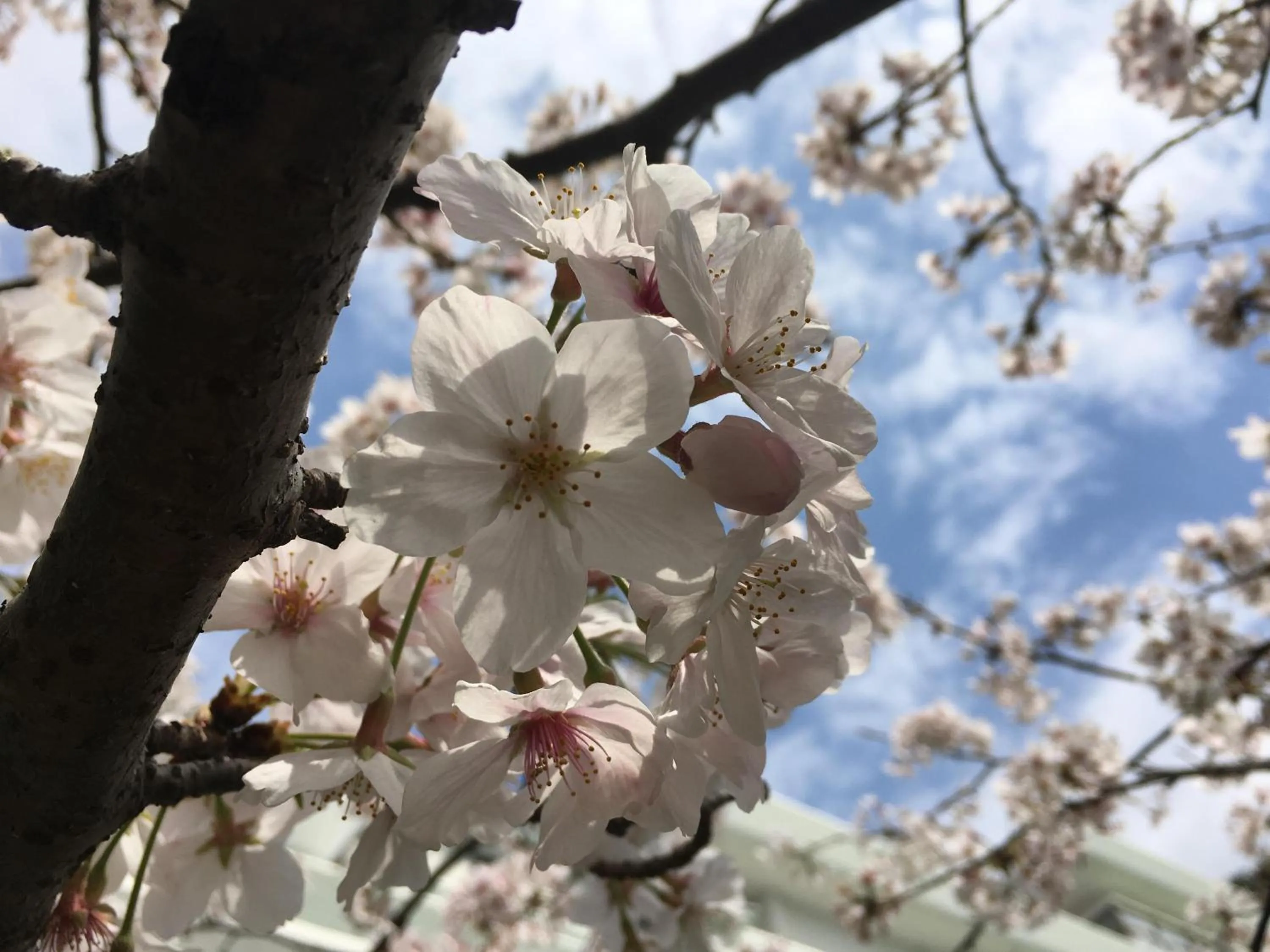 Spring in Dogashima Onsen Hotel