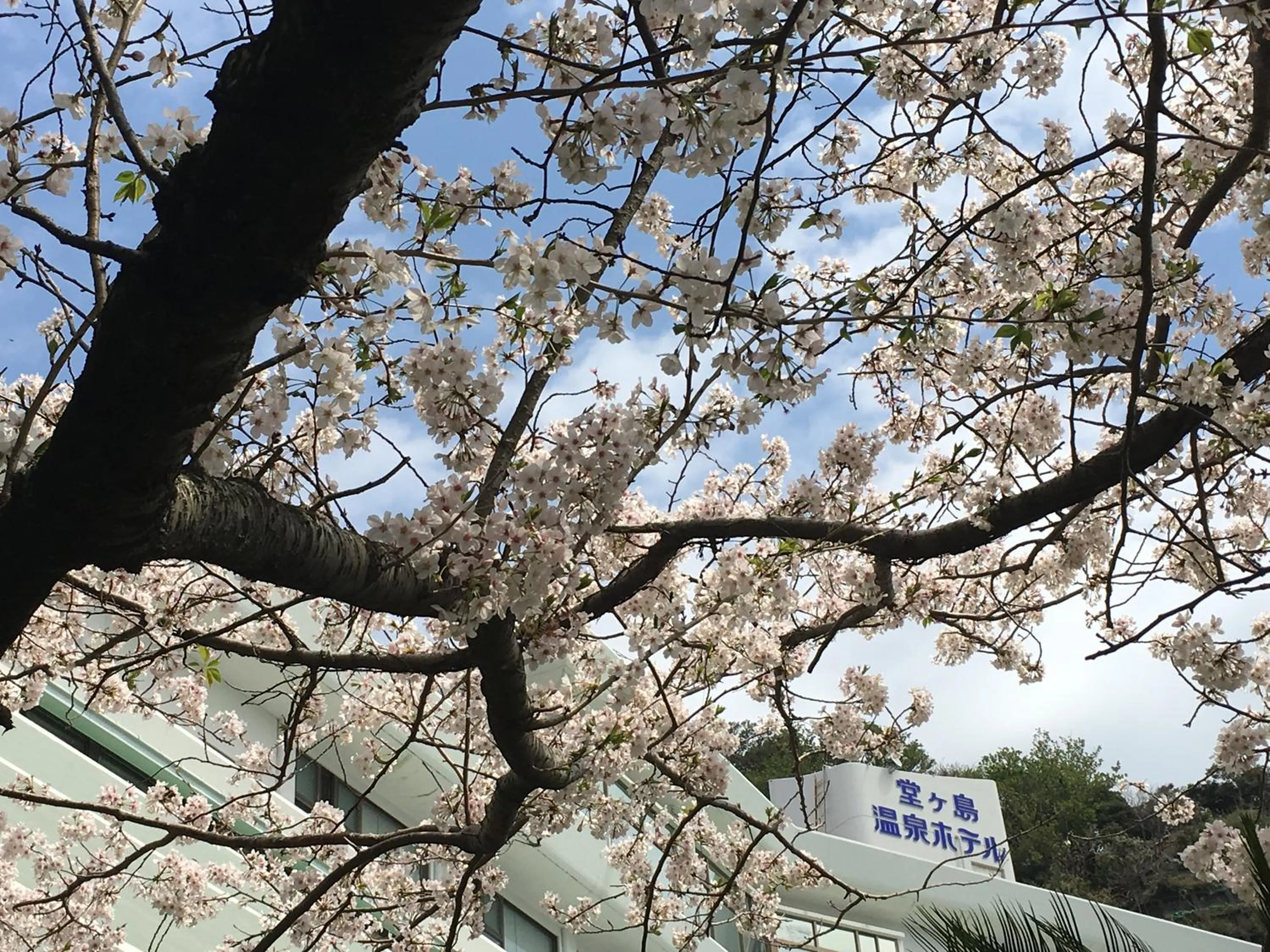 Spring in Dogashima Onsen Hotel